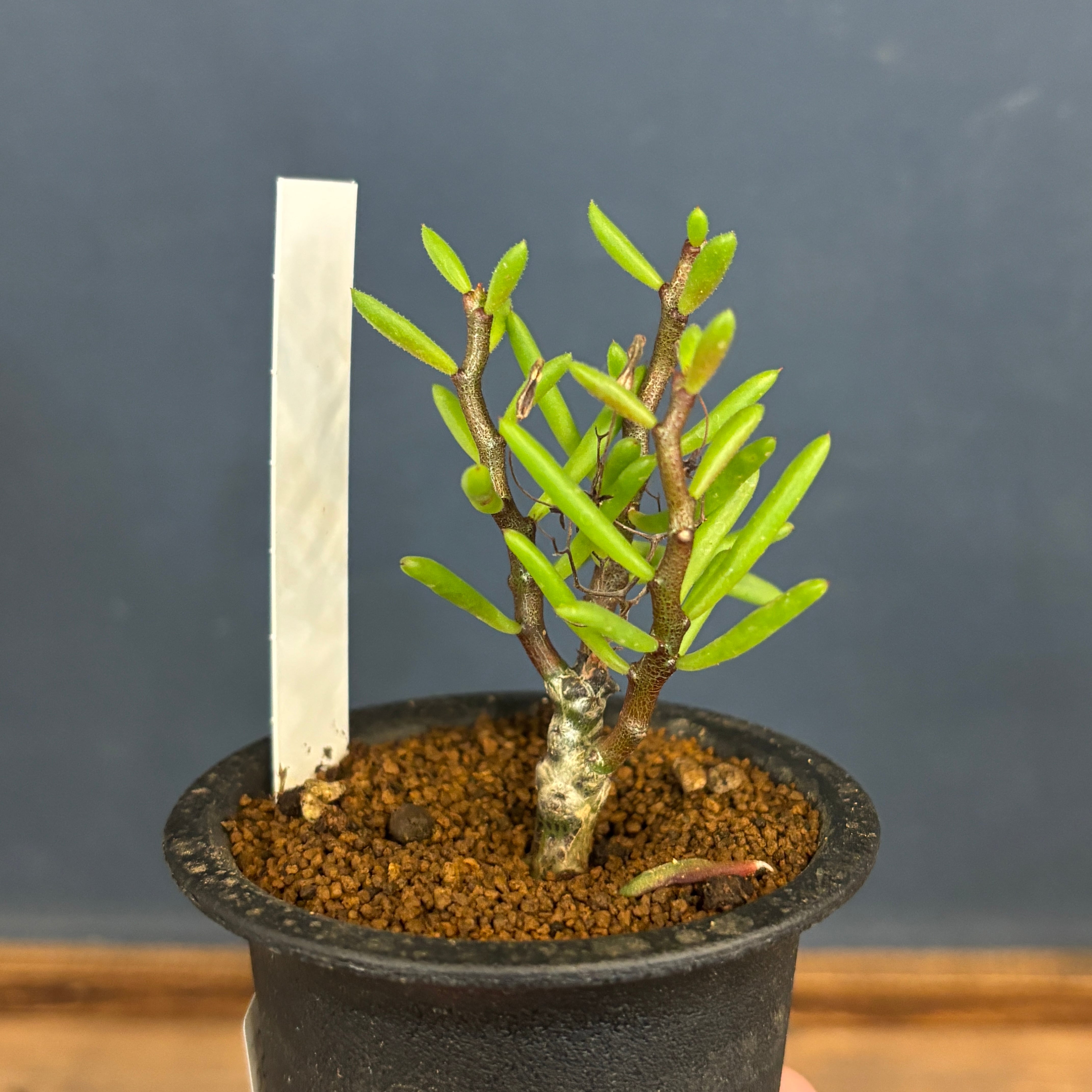 チレコドン ニグリカウリス【794】 | PROTOLEAF プロトリーフ