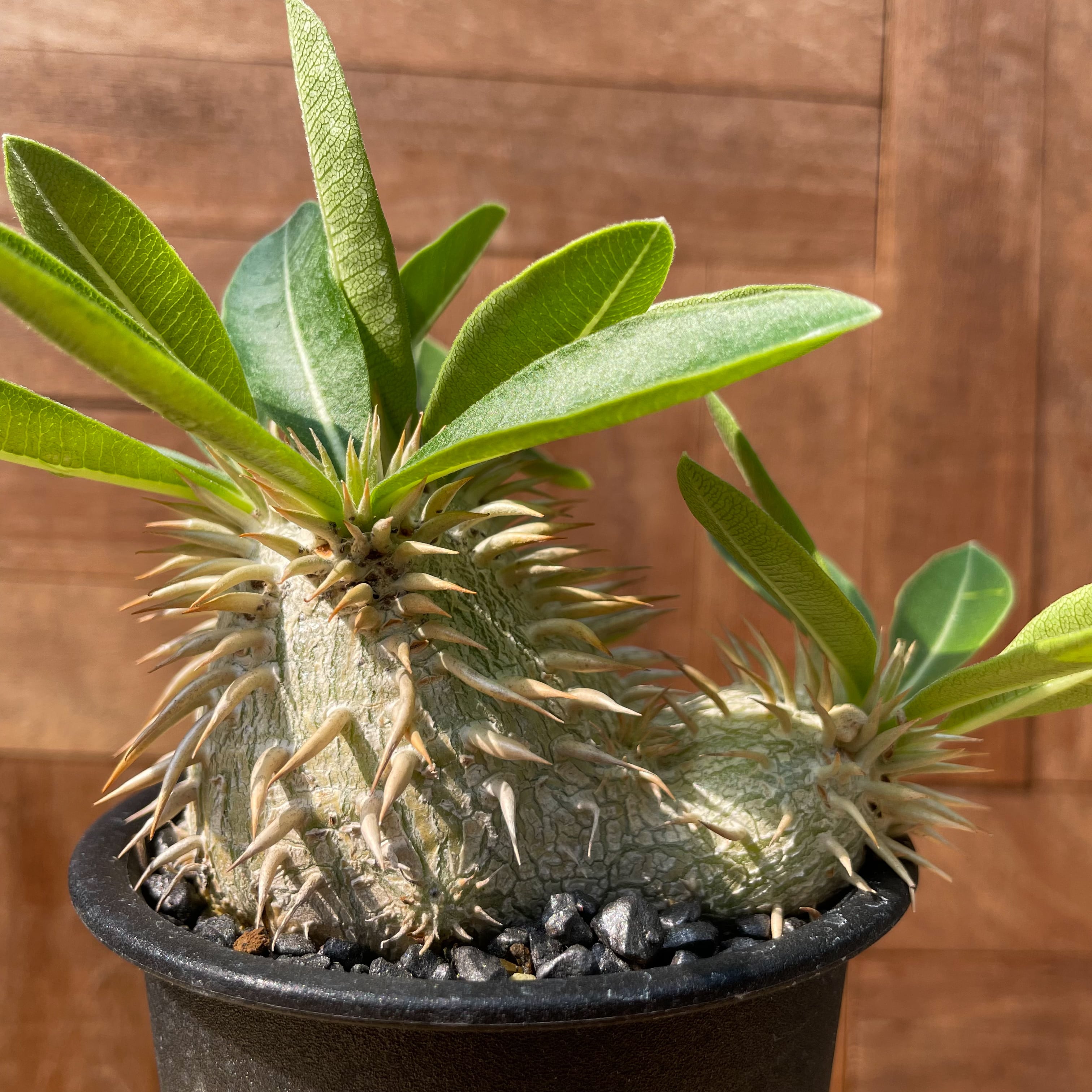 Pachypodium enigmaticum【パキポディウム・エニグマティクム・実生  