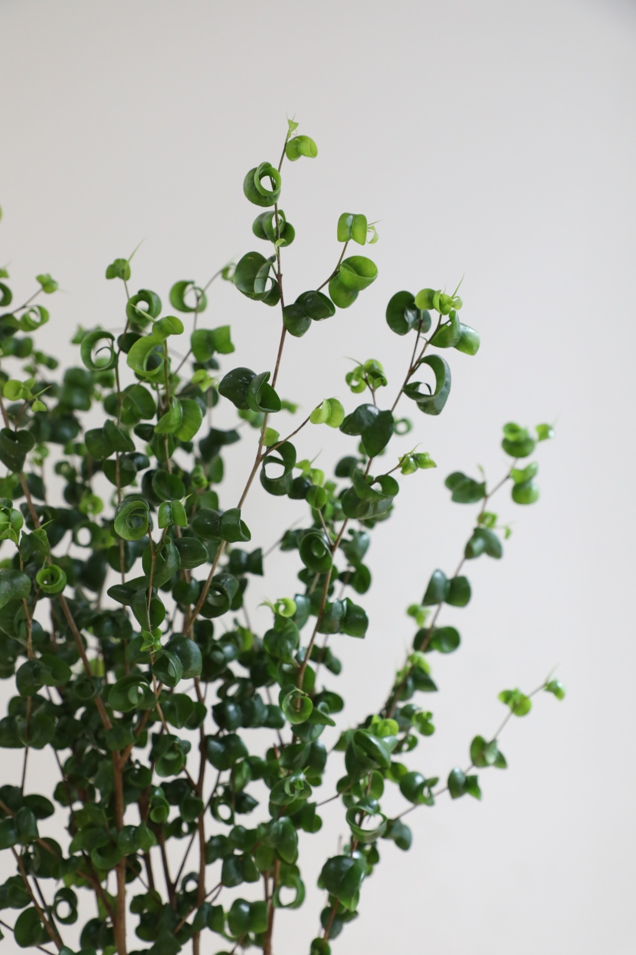 【L/75cm】フィカス ベンジャミンバロック/Ficus