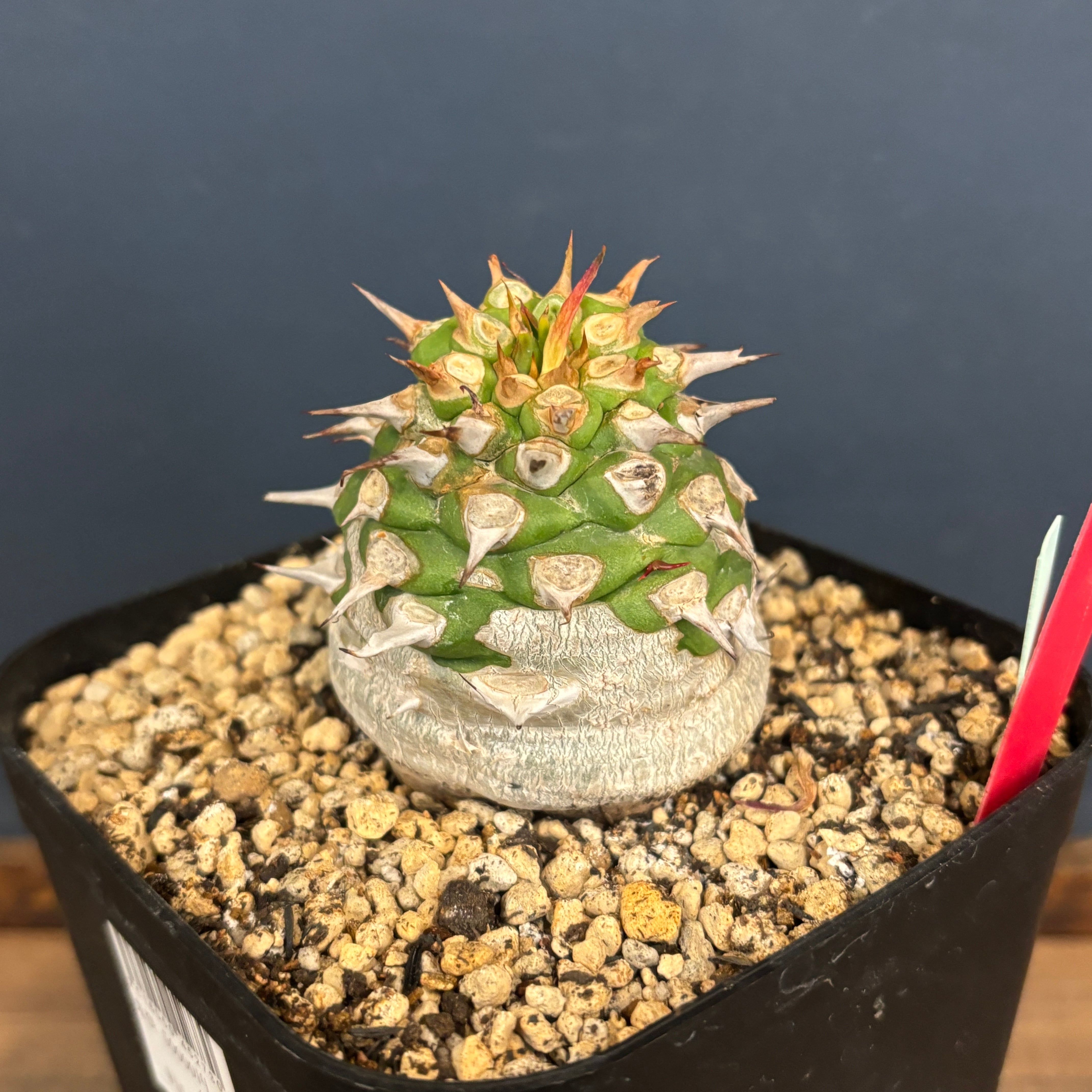 サピニー ユーフォルビア 実生① サピニー ユーフォルビア 実生① ユーフォルビア サピニー Euphorbia