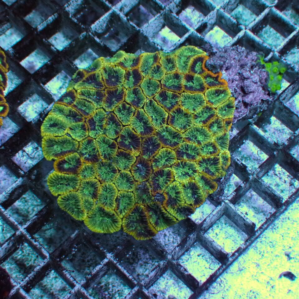 Ready2Reef(レディ2リーフ) 1000ml (faunamarin ファウナマリン