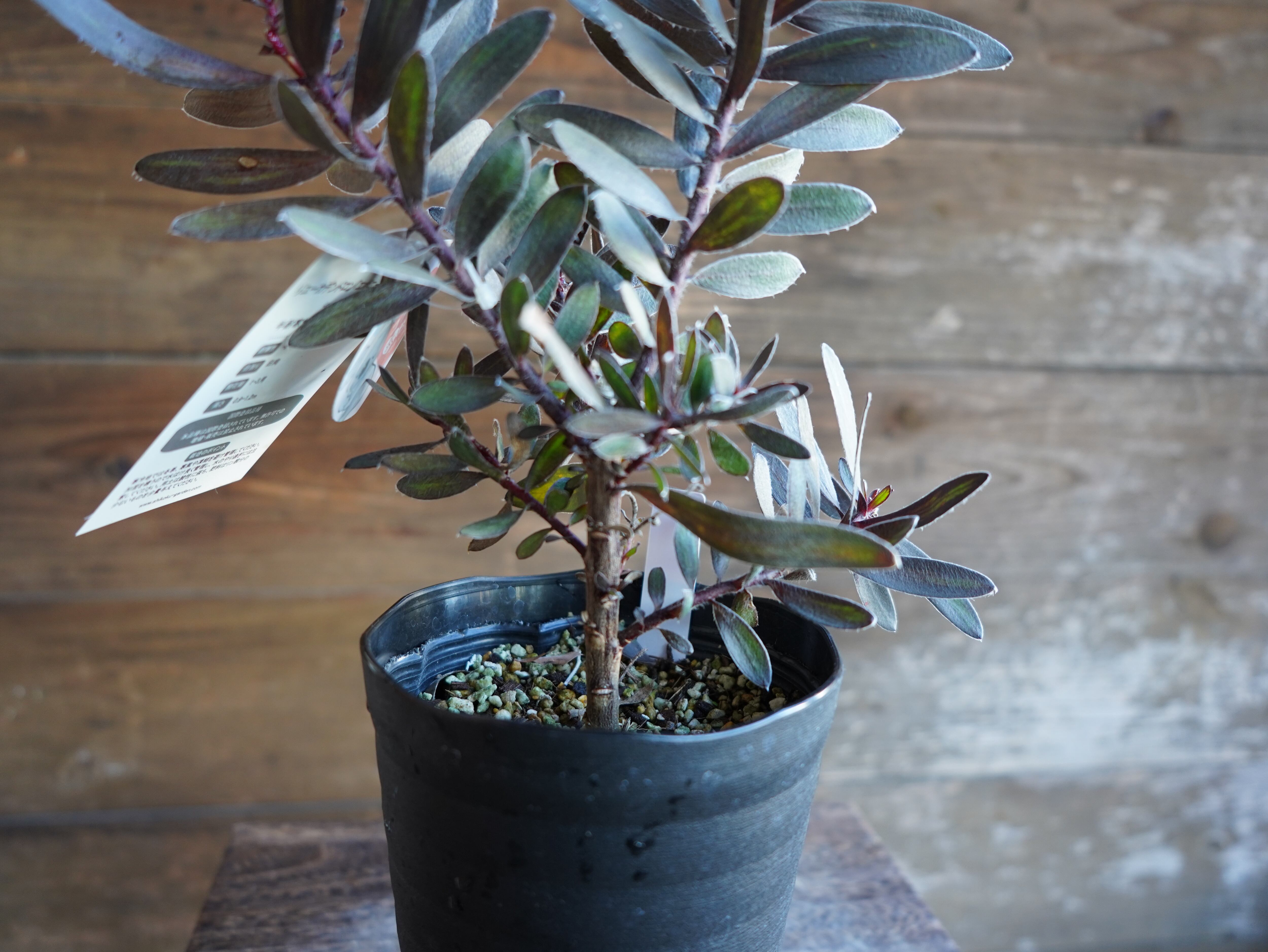 【現物】リューカデンドロン　”エボニー”　B