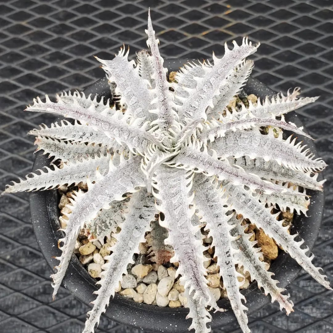 ハイブリッド系 | レアプランツ通販サイトPlants Maniax（プランツ