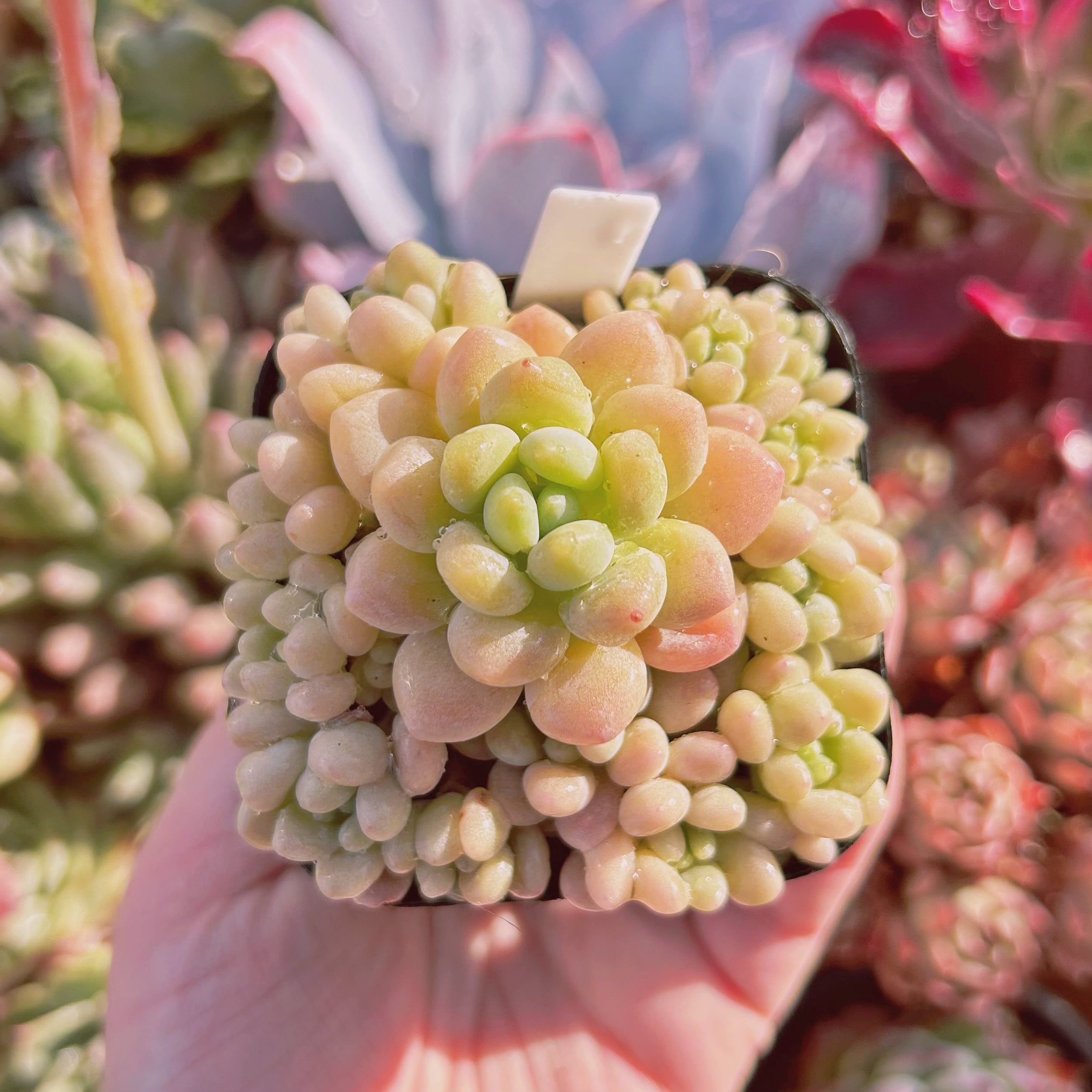 不用品　ミキ ゴールデン キャビア ダイアモンド クリーム ドイツ　ミキプルーン 多肉植物 キャビア 10頭以上 | るる農園~多肉植物専門