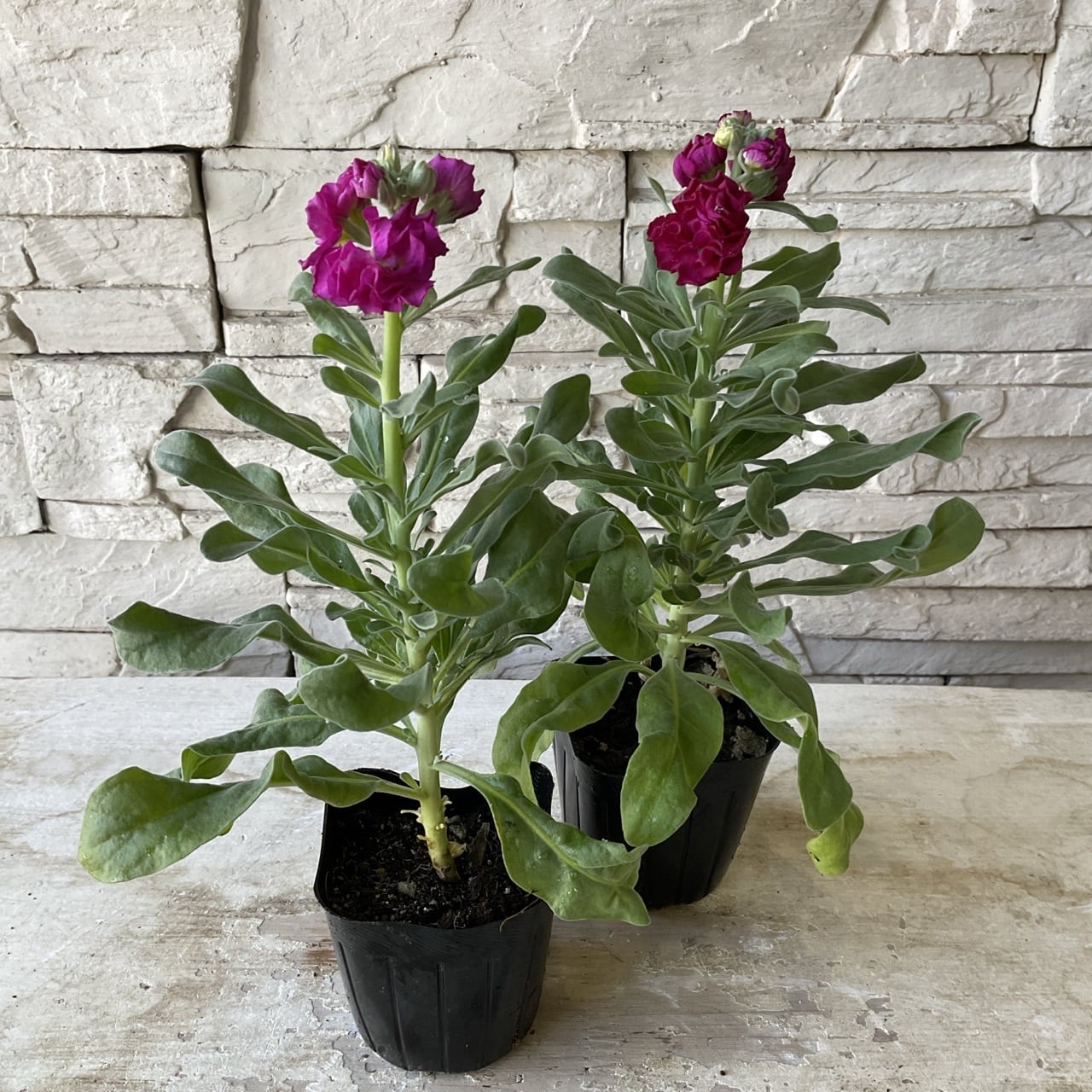 八重咲きストック 選べる ♪4色 3寸ポット | 橋本種苗園