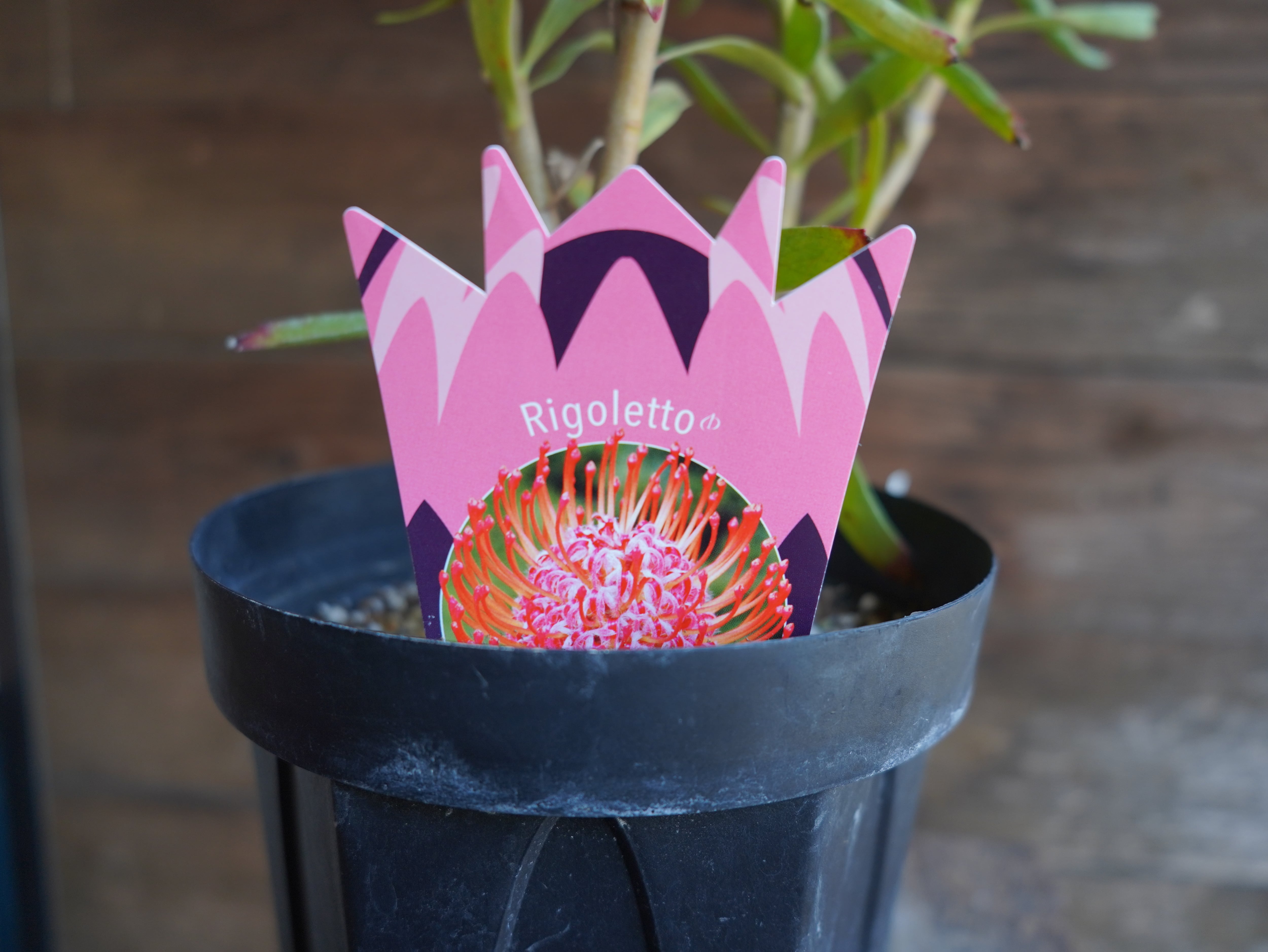 【現物】リューコスペルマム "リゴレット"