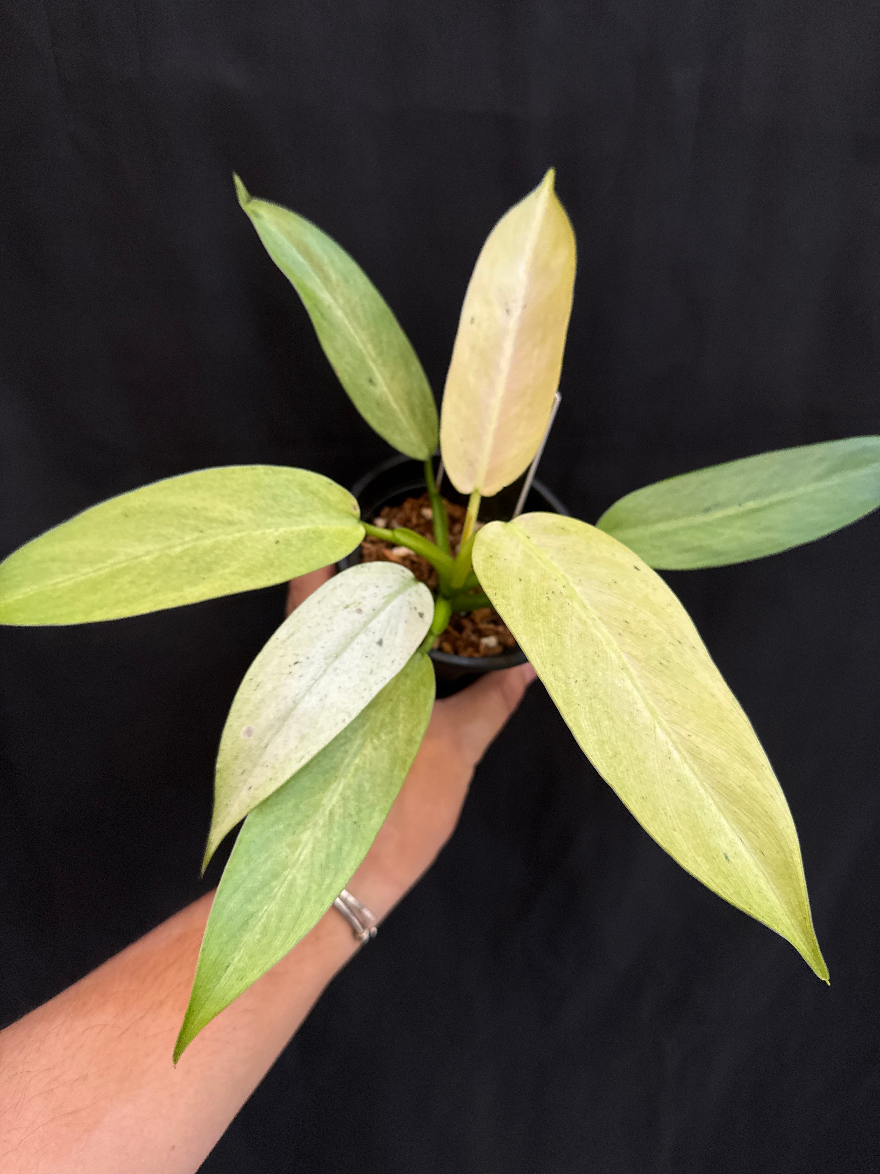 希少］フィロデンドロン 'ホイップルウェイ' | Gardenえん 【観葉熱帯
