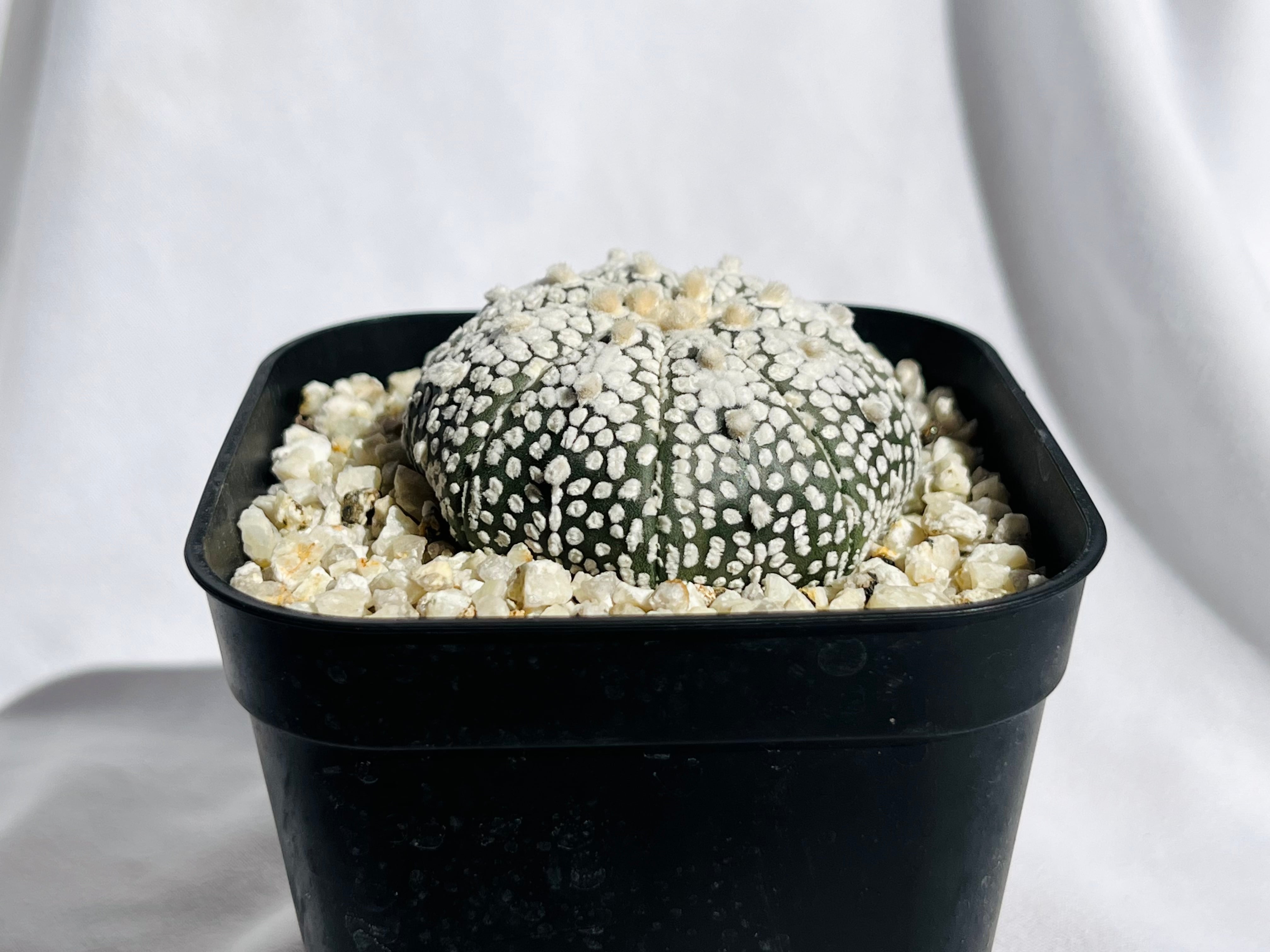 ミラクル兜　アストロフィツム　サボテン　国内実生 アストロフィツム ミラクル兜 | 叢 – くさむら – Qusamura