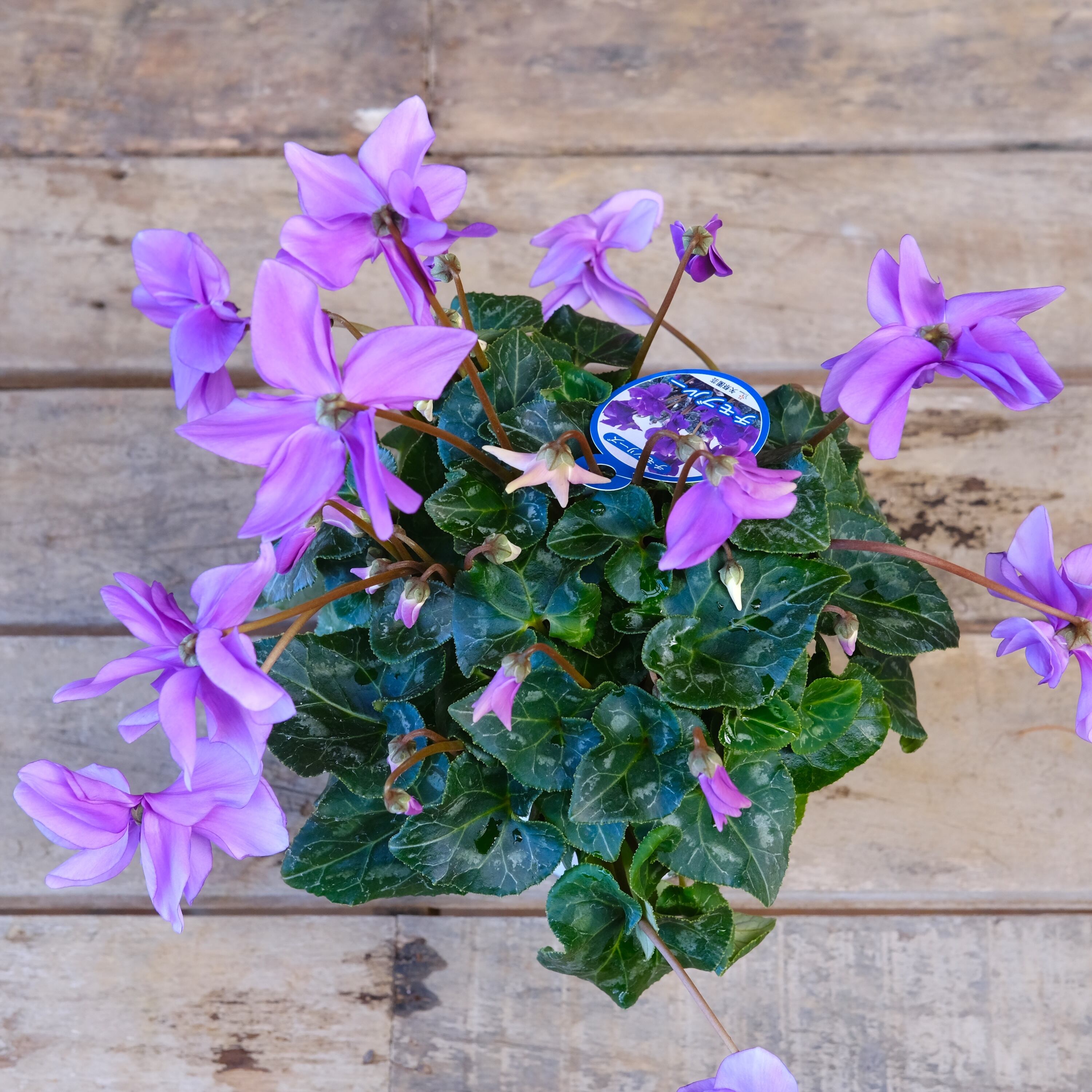 No, 7】ミニシクラメン チモシリーズ 八重《 枝垂れざき 》鉢なし