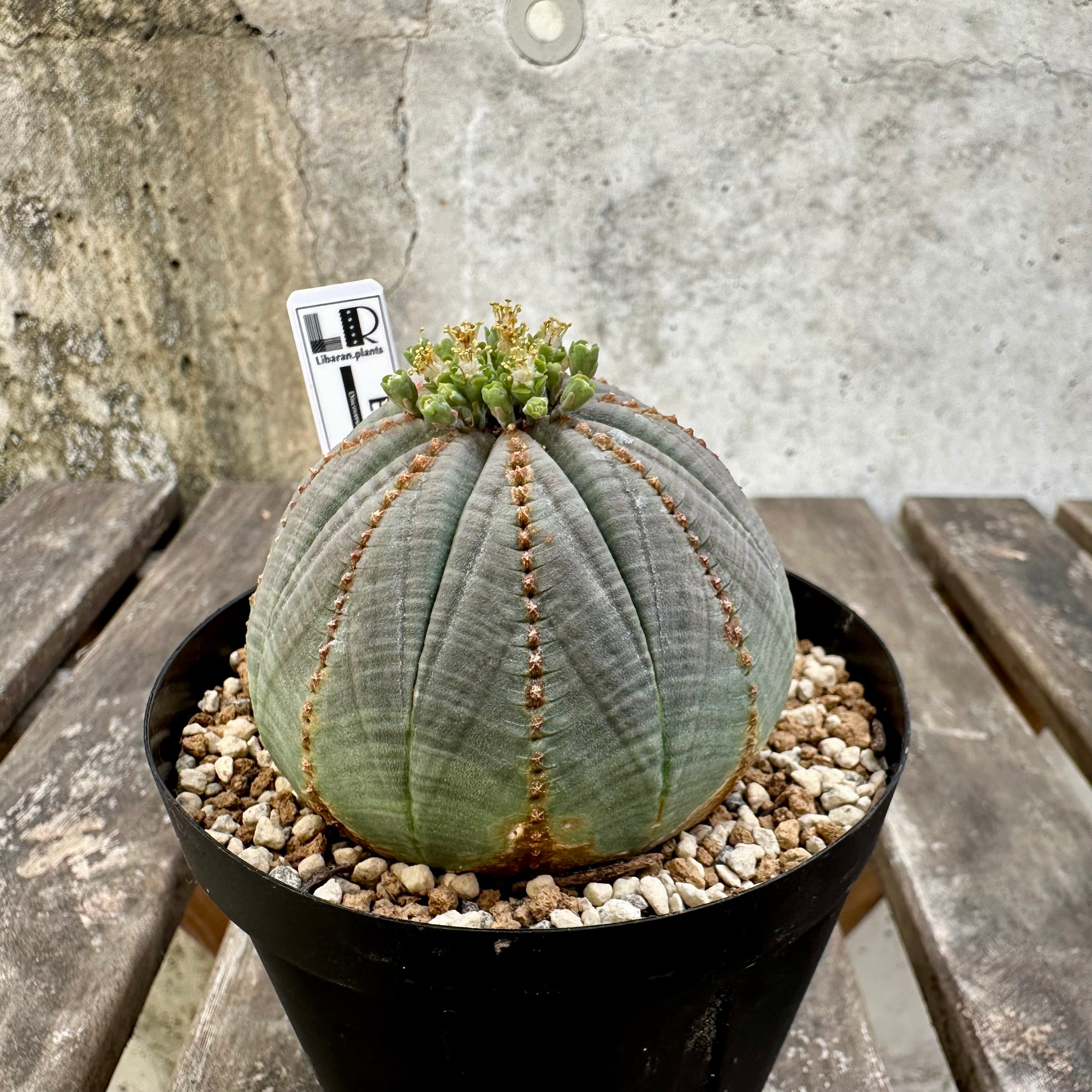 ユーフォルビア オベサ 雄株 木質化 良形 木質化】オス株 Euphorbia obesa ユーフォルビア オベサ