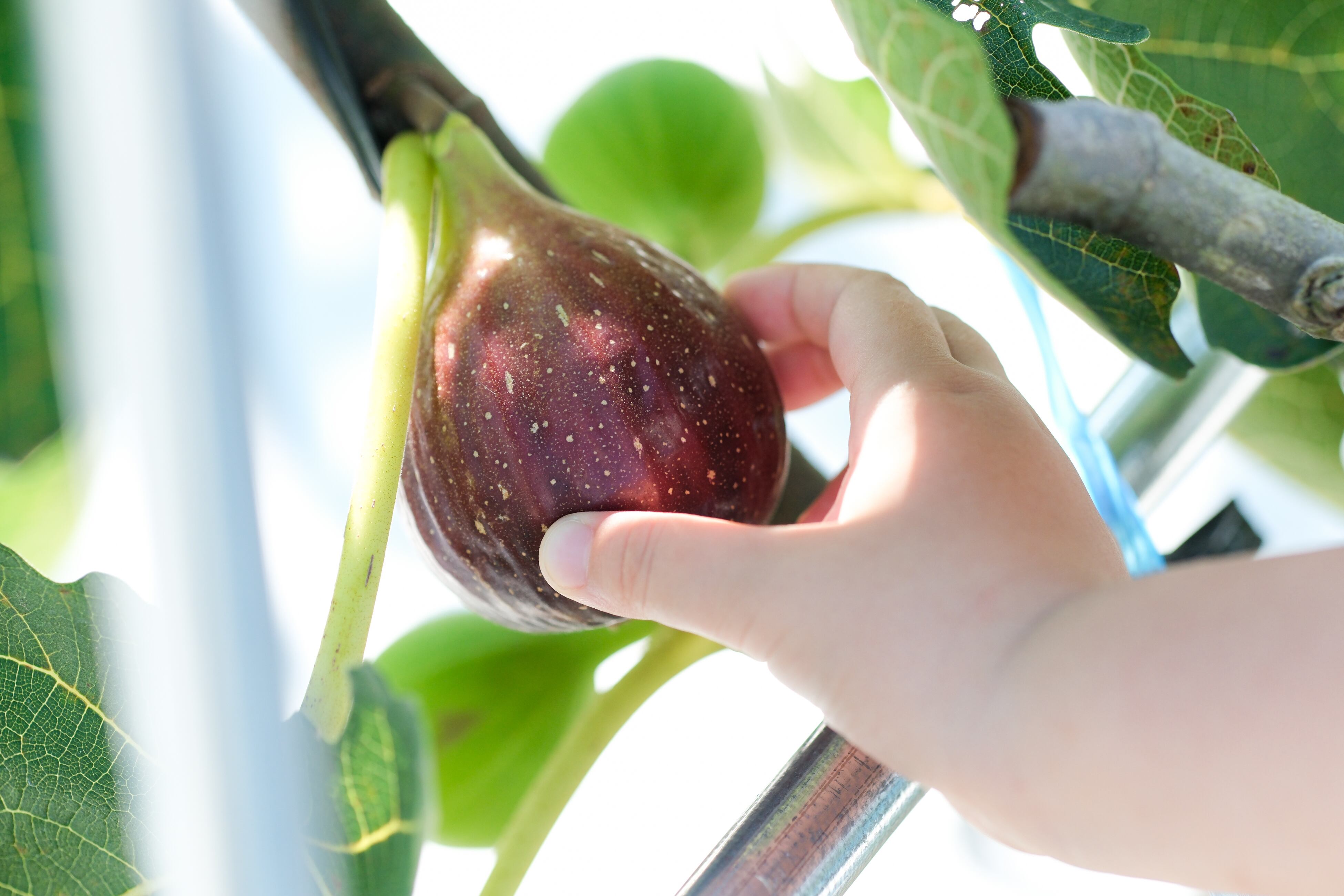 おまかせジャム　3個セット