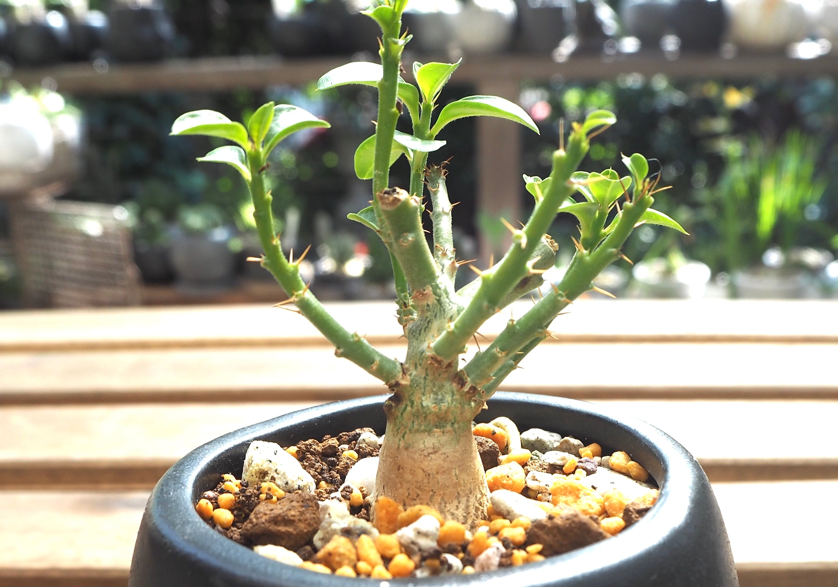パキポディウムサキュレンタム　抜き苗発送 パキポディウム サキュレンタム Pachypodium succulentum | man