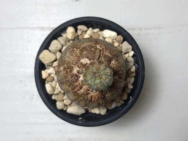 ユーフォルビア オベサ