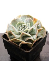 抜き苗 ブルームード 【日本初上陸？！】 Echeveria 'Blue Mood'