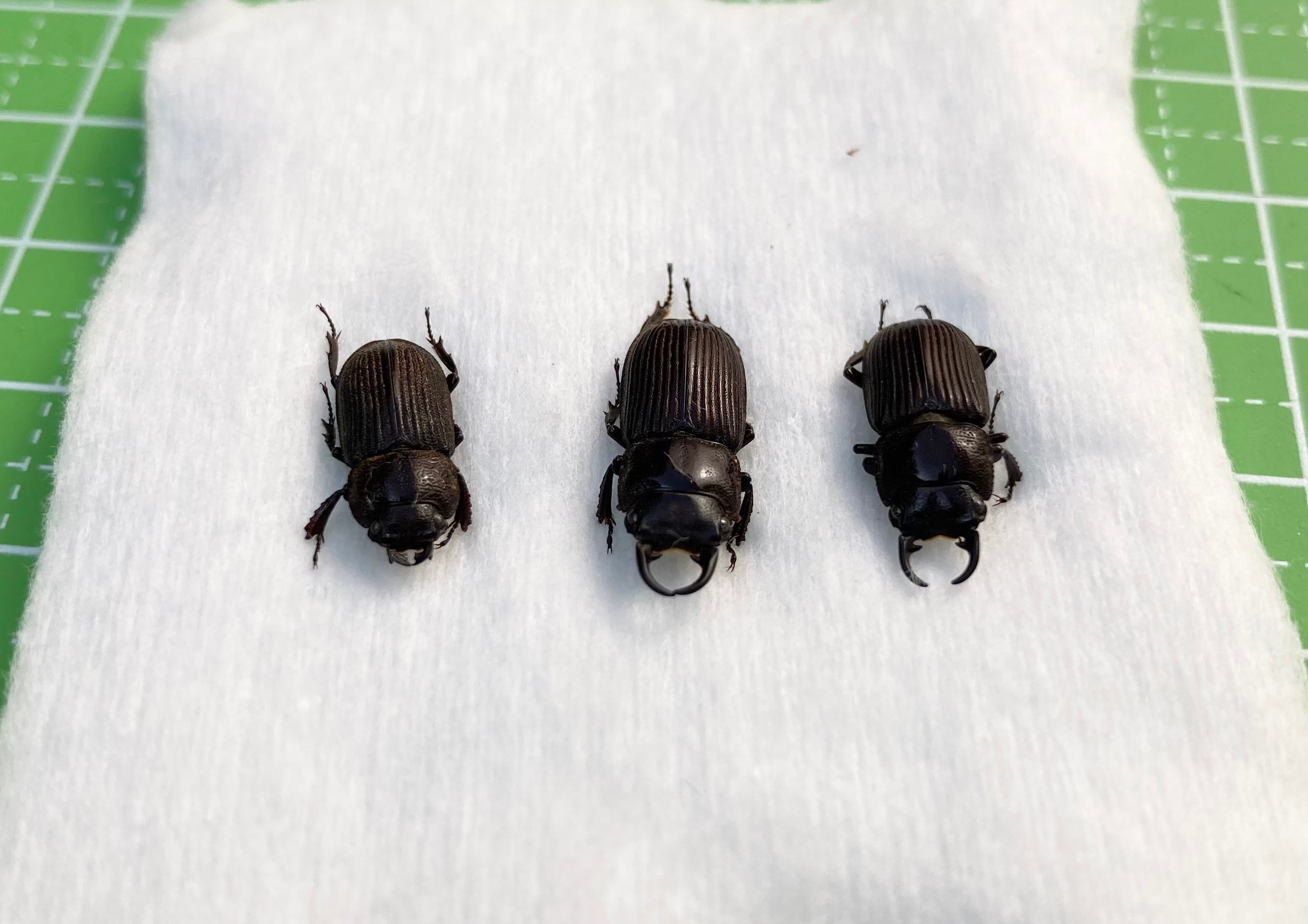 標本 コロンビア産 キンオニノコギリカミキリ 43．7ミリ Yahoo