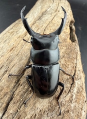 《ネパレンシス ランターン産 53mm ♂♀♀トリオ》