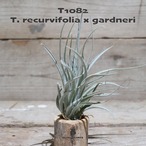 【送料無料】recurvifolia x gardneri〔エアプランツ〕現品発送T1082