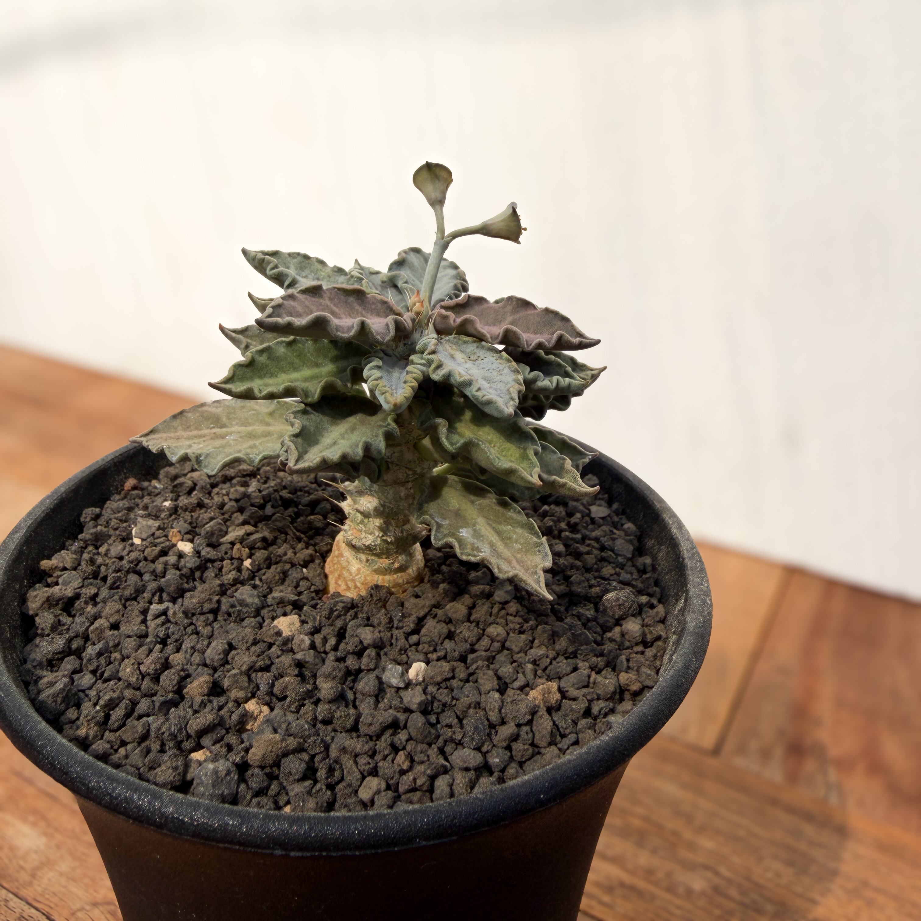 Euphorbia tulearensis【ユーフォルビア・トゥレアレンシス・実生