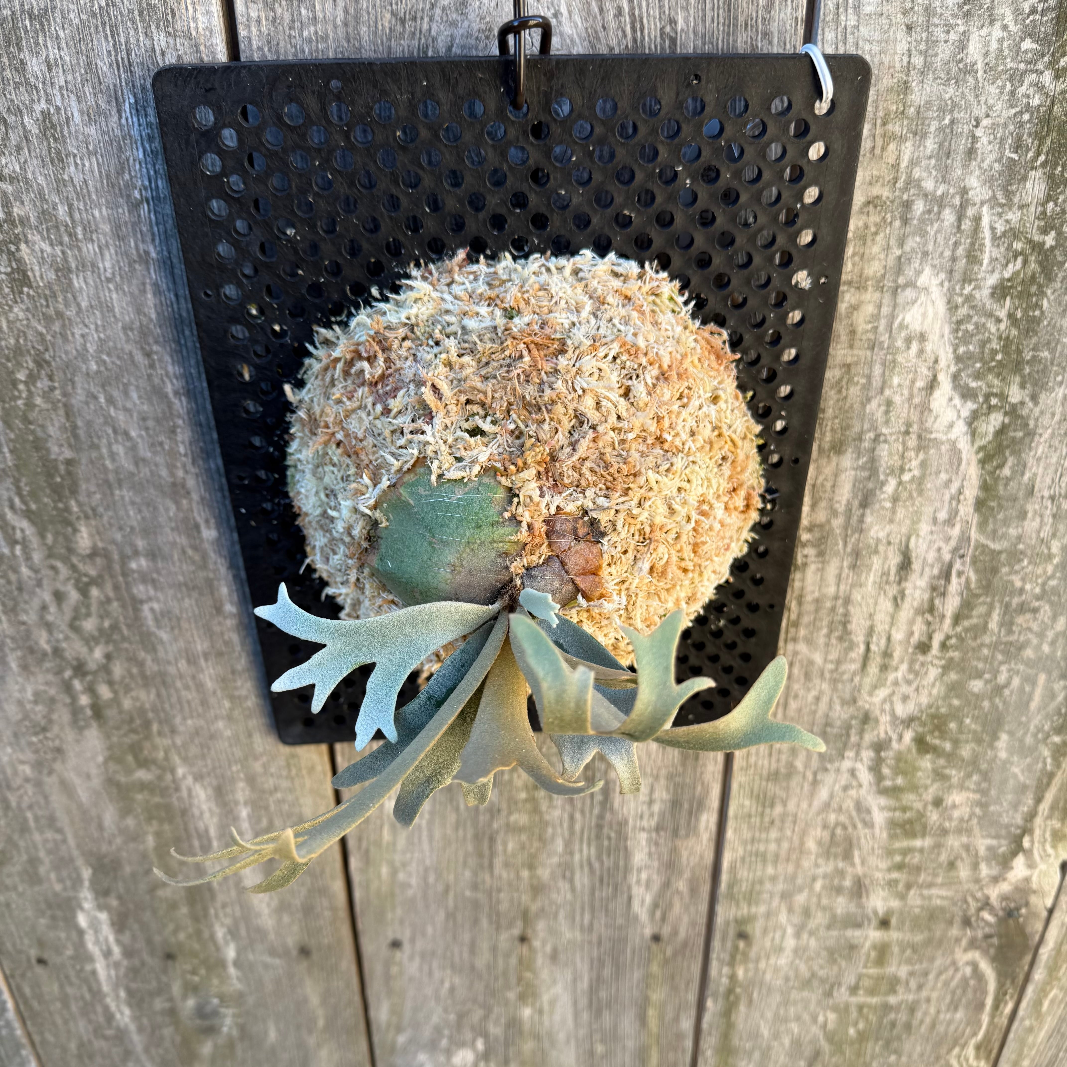 P. willinckii watchara sporelings dwarf (pup) | naturefix