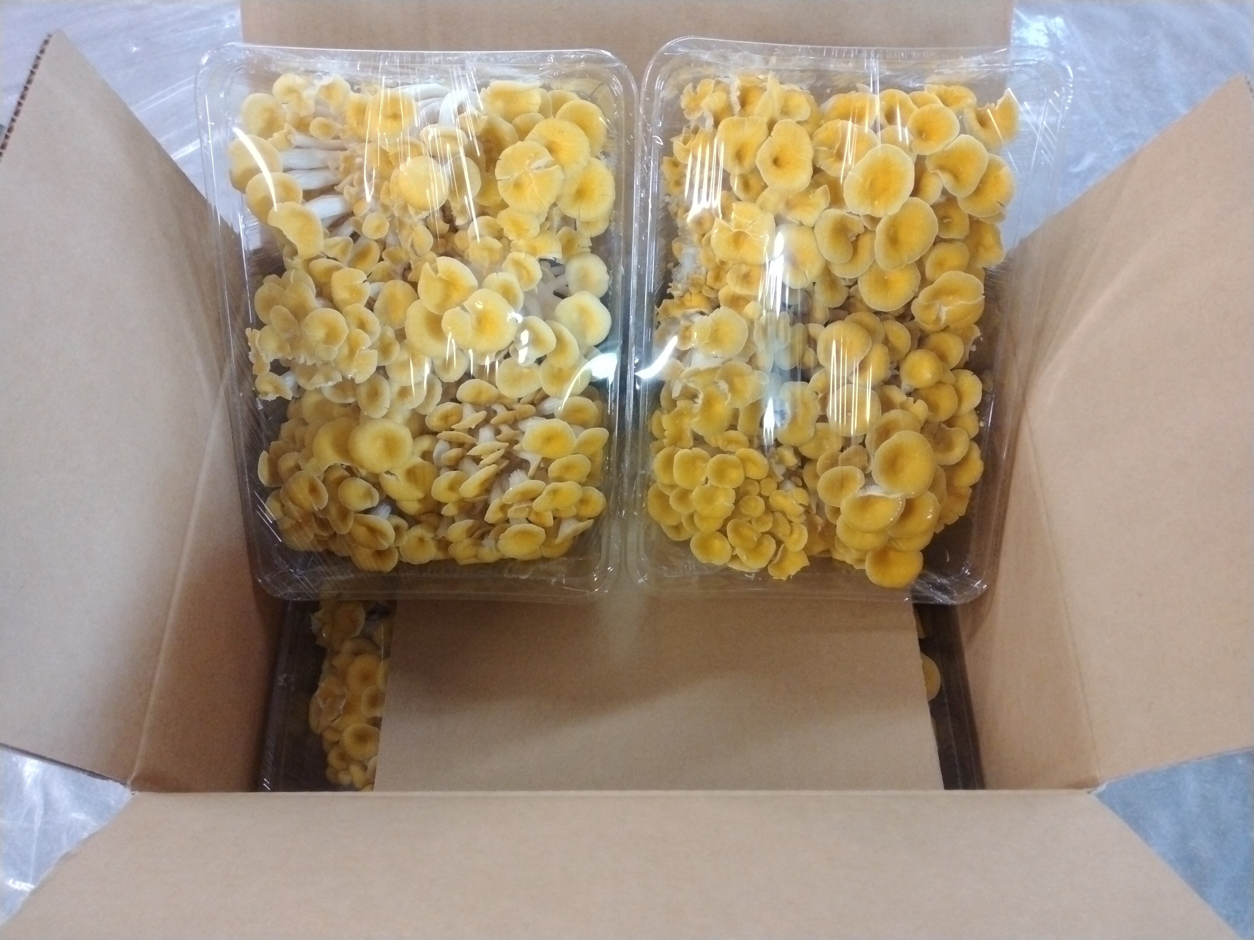 プレミアムそらちたもぎ（たもぎ茸）400g×4パック | 【たもぎ茸が