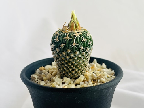 Echinofossulocactus phyllacanthus　エキノフォスロカクタス　白玉 　サボテン