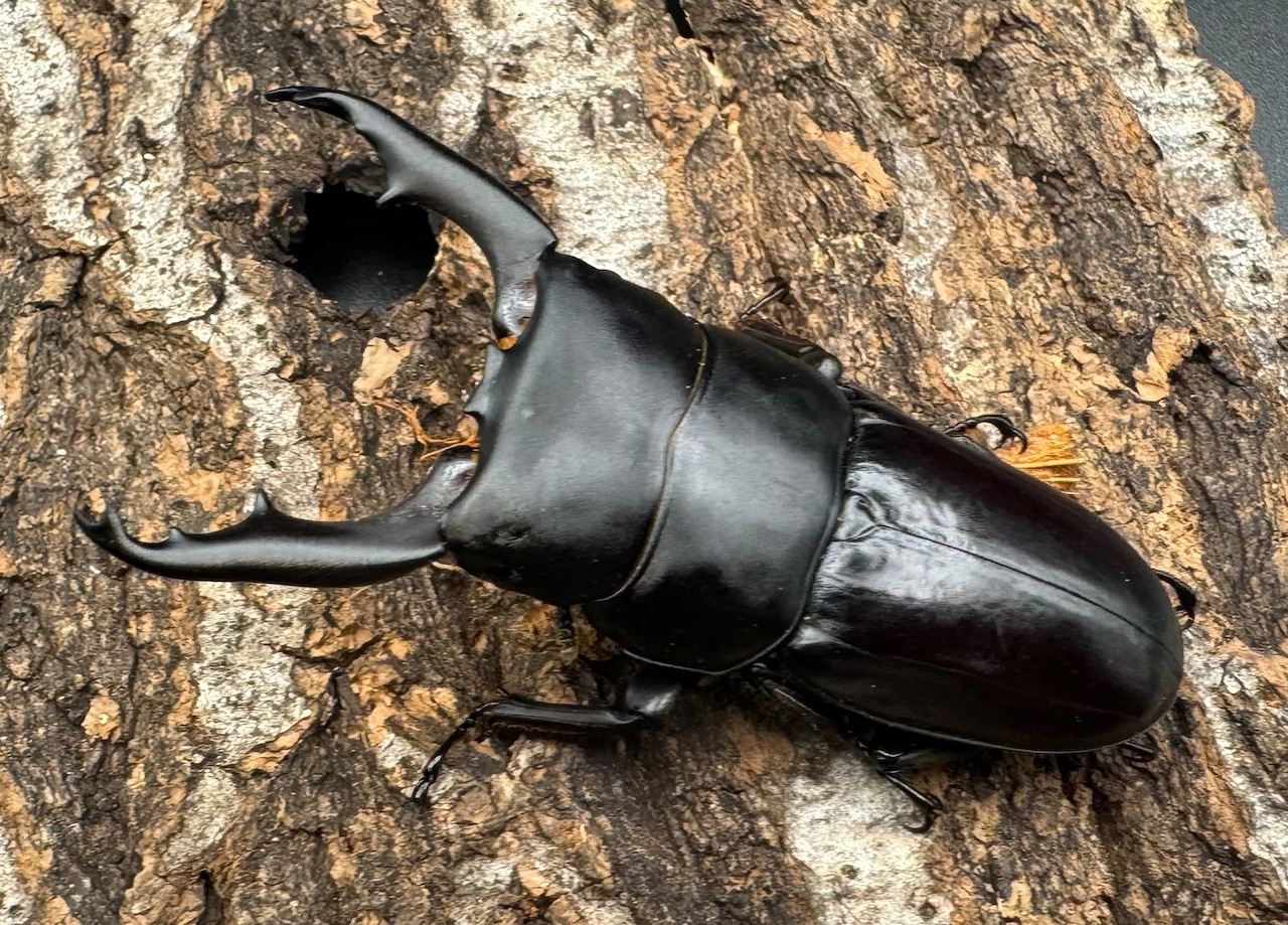 【WD】《ダエダリオンヒラタクワガタ 63mm ペア》