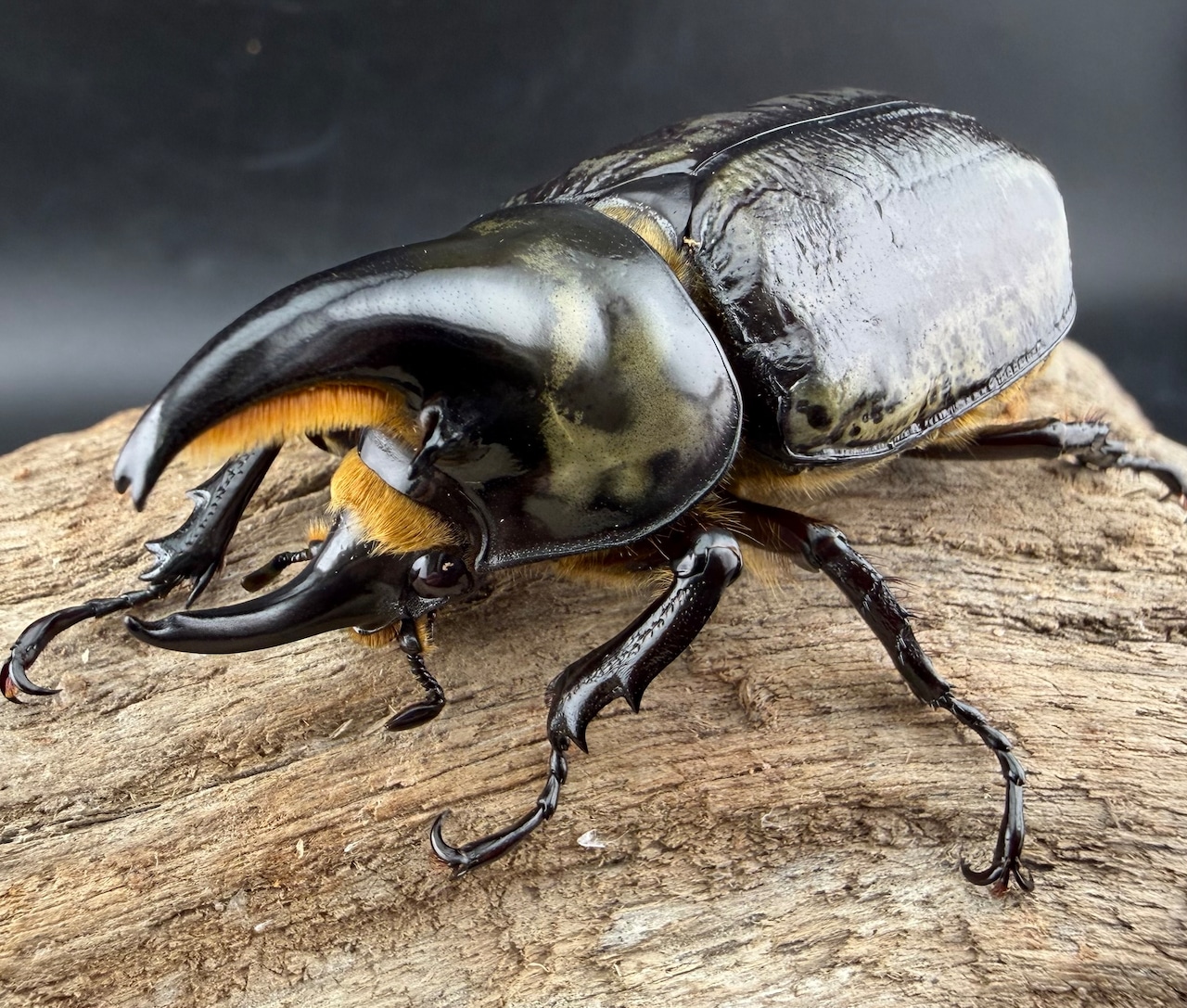 《ティティウスシロカブト 66mm ♂♀♀トリオ》