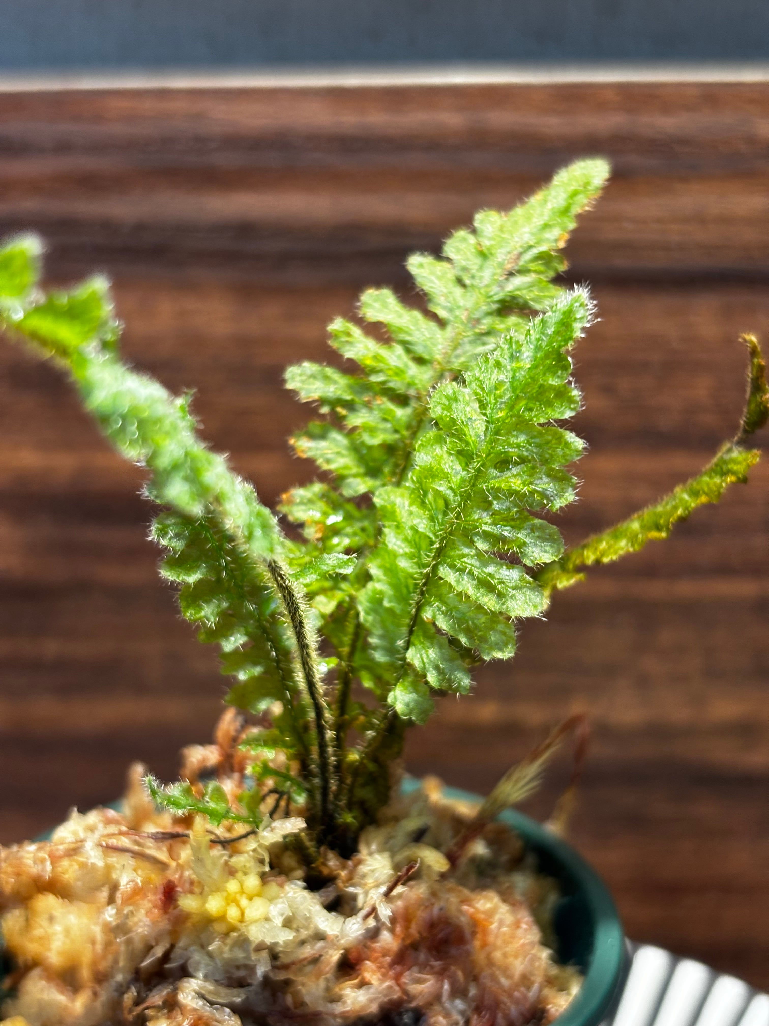 SCALE_VIVARIUM | 蝉ノナキガラ