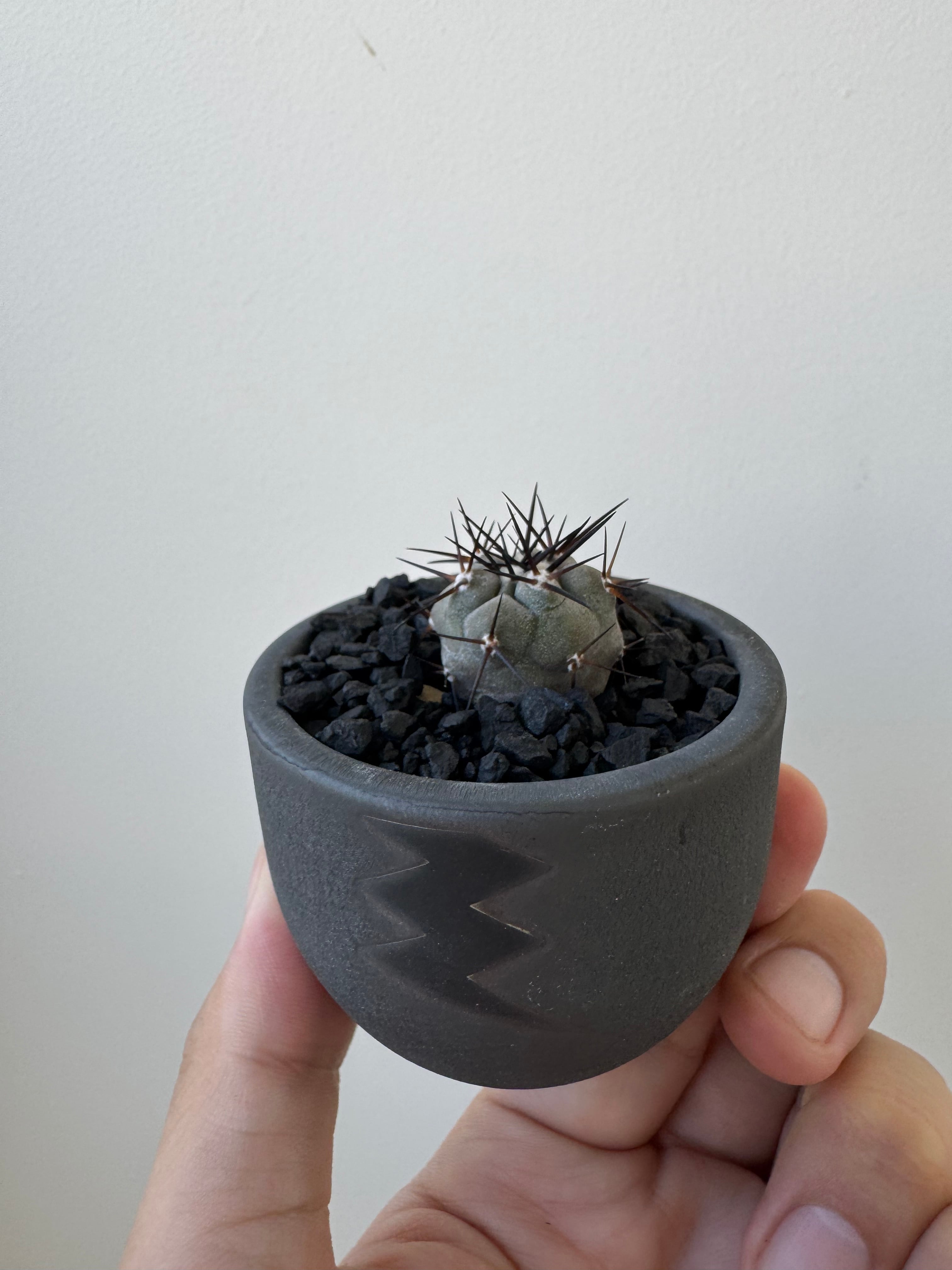 新着】Copiapoa cinerea × VALIEM BABY【俺の黒王丸】コピアポア