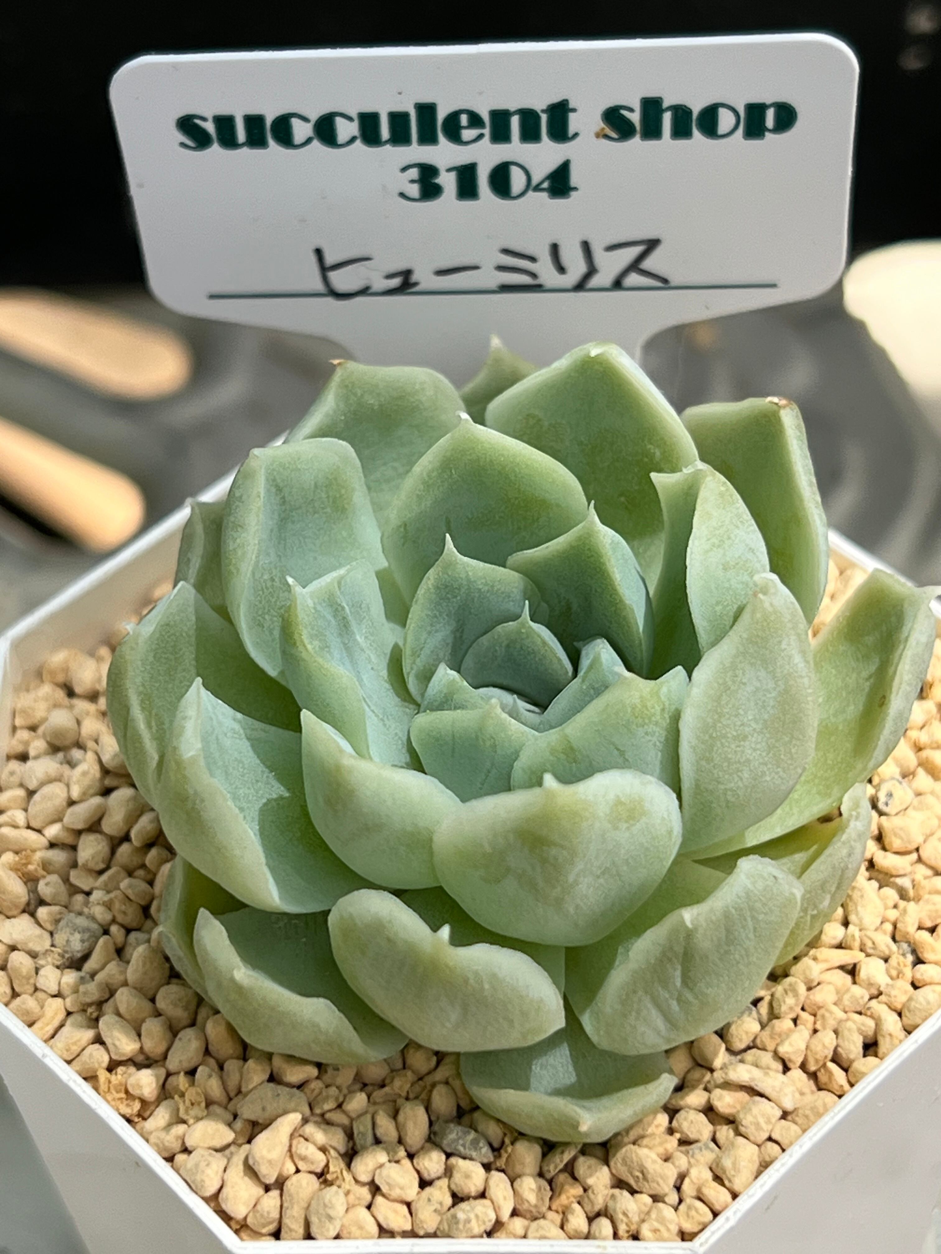 succulentshop3104