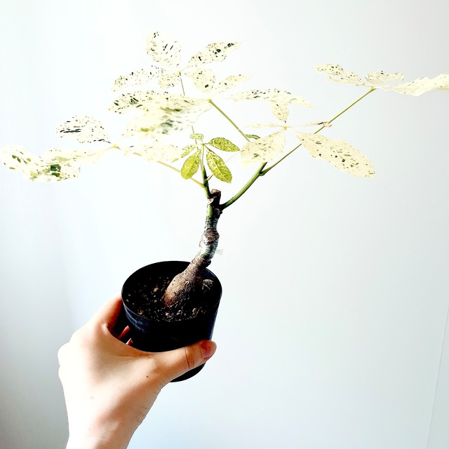 一点限定 パキラ ミルキーウェイ 接ぎ木 観葉植物 calm cafe