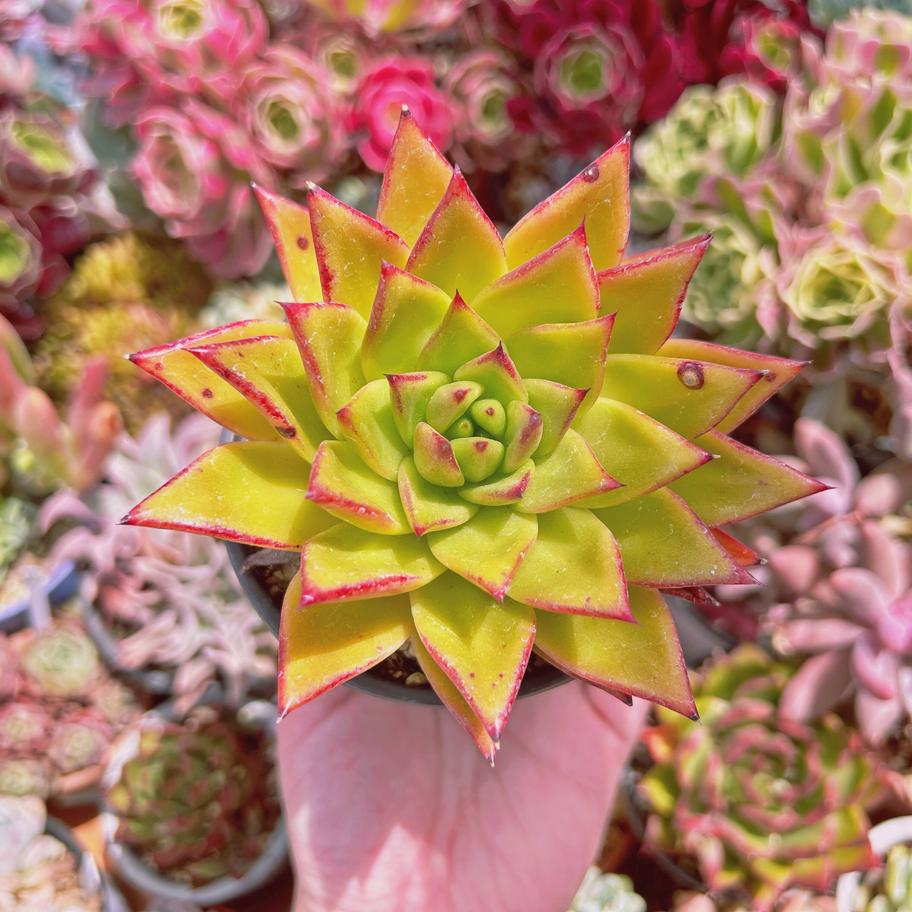 #1163現物　多肉植物　口紅　特大　抜き苗