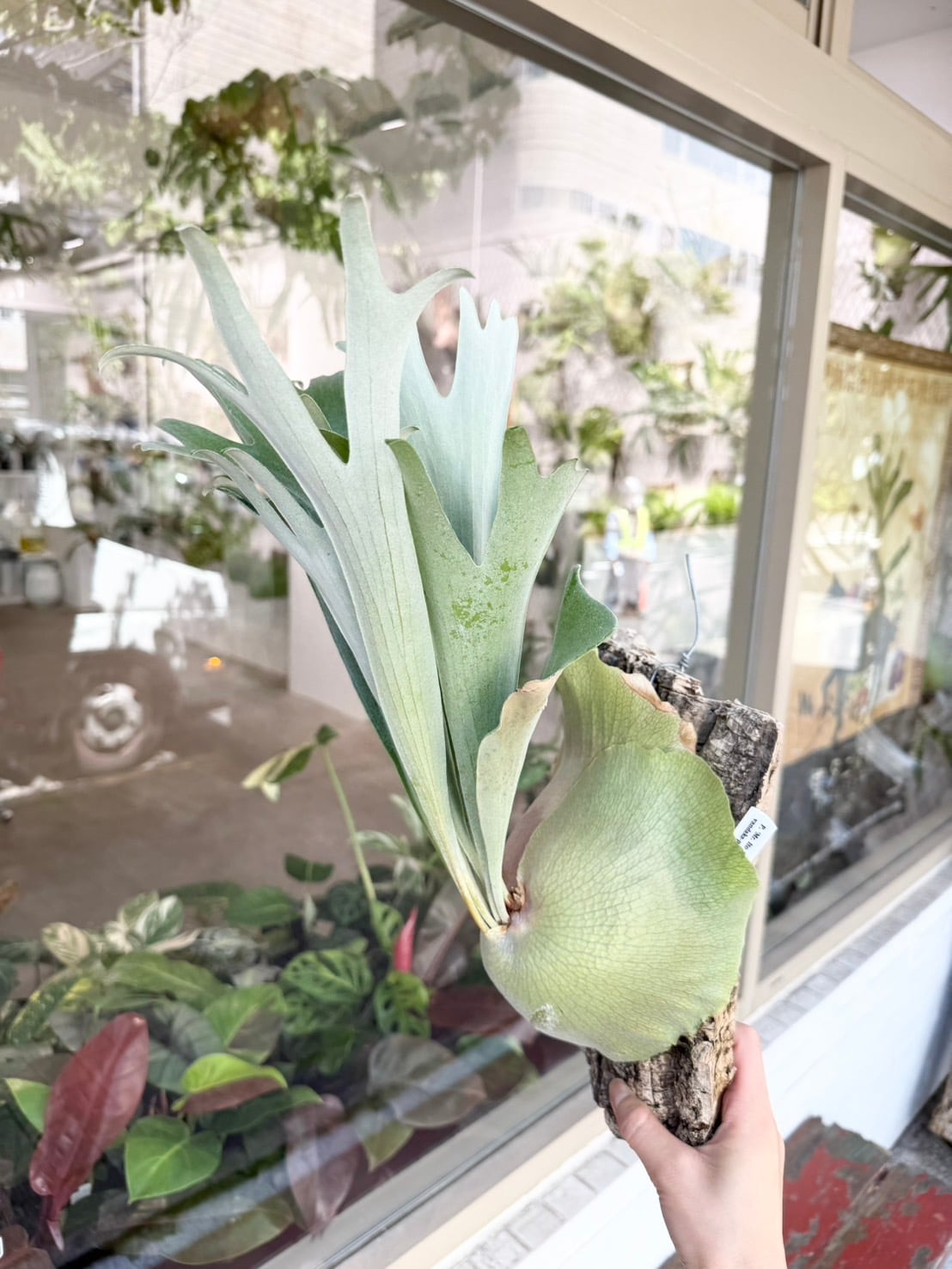 ニュージーランド産 水苔 AAA 12L | vandaka plants