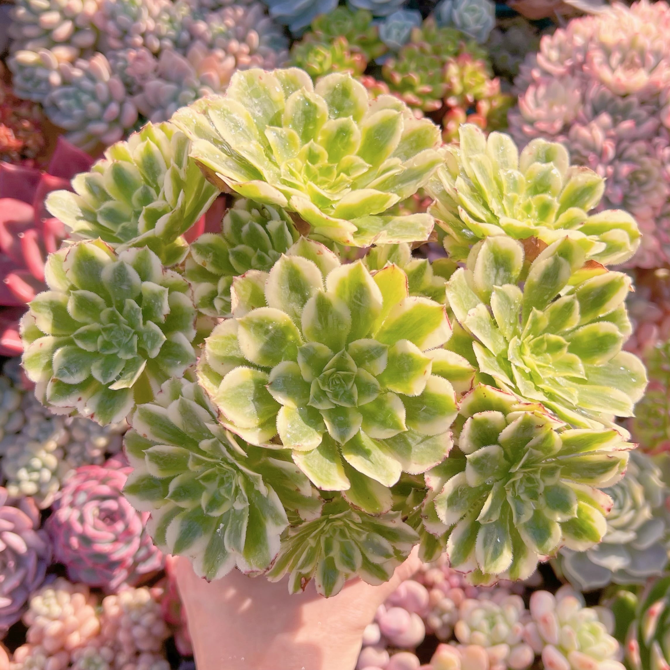 現品　富士錦#097　大群生　るる農園