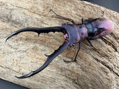 【美麗】《メタリフェルホソアカ亜種finae 74mm ペア》わたくわ氏ブリード個体