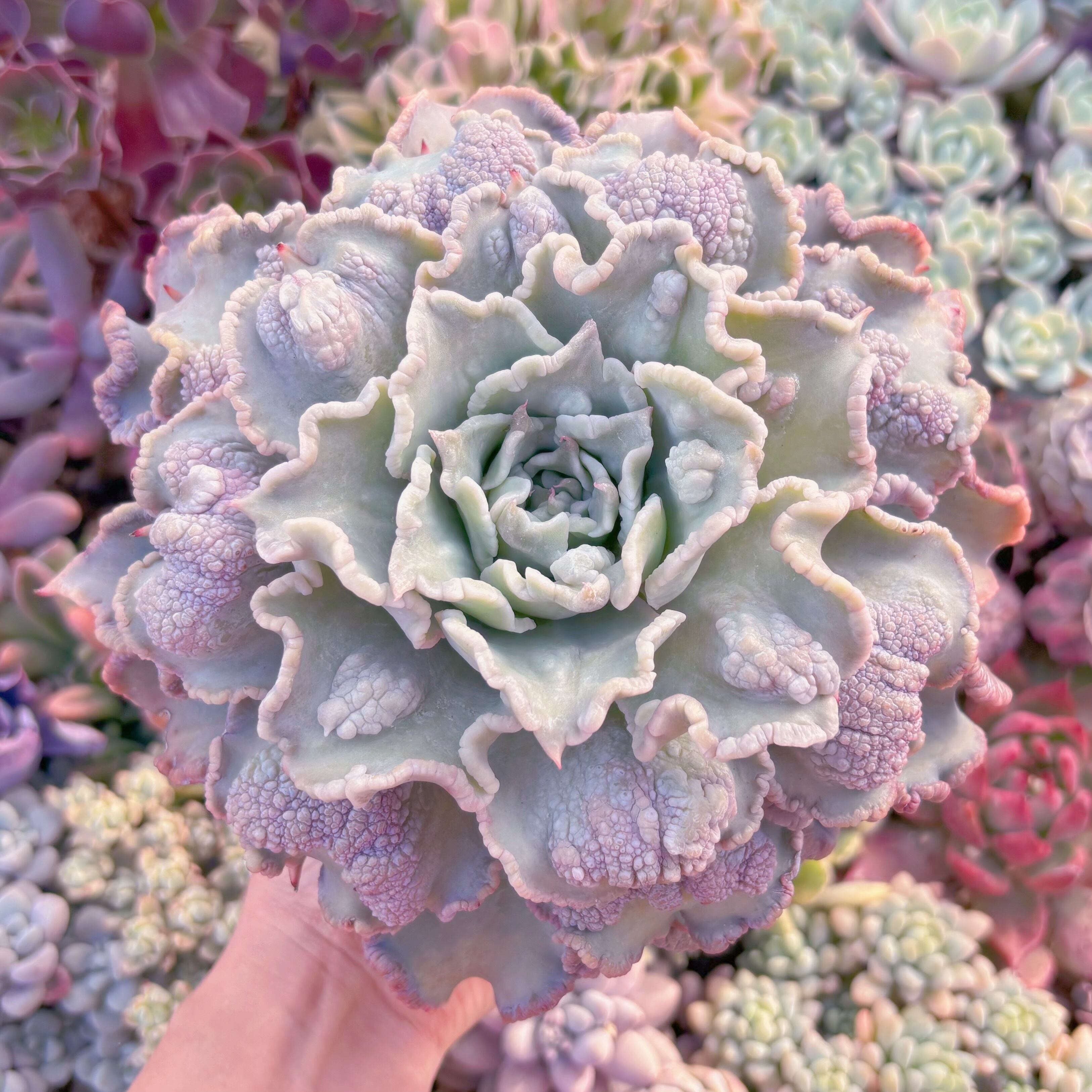 現品　コブマディバ#847   特大約20cm　るる農園