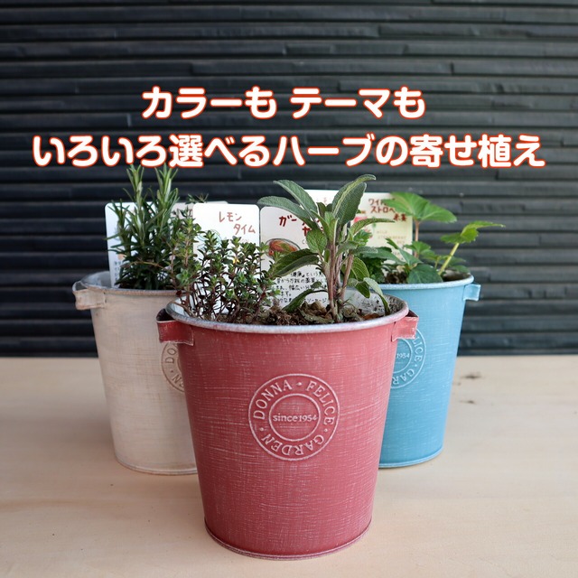 ハーブ 寄せ植え Donna S 青 苗2個 育てる 使う テーマ で選ぶ ハーブの寄せ植え 苗 セット ブリキプランター かわいい 寄せ植え ハーブティー ハーブガーデン 観葉植物 送料無料 バジル ローズマリー ミント 花苗 苗木 家庭菜園 女子力 鉢植え 土 ハーブ苗の