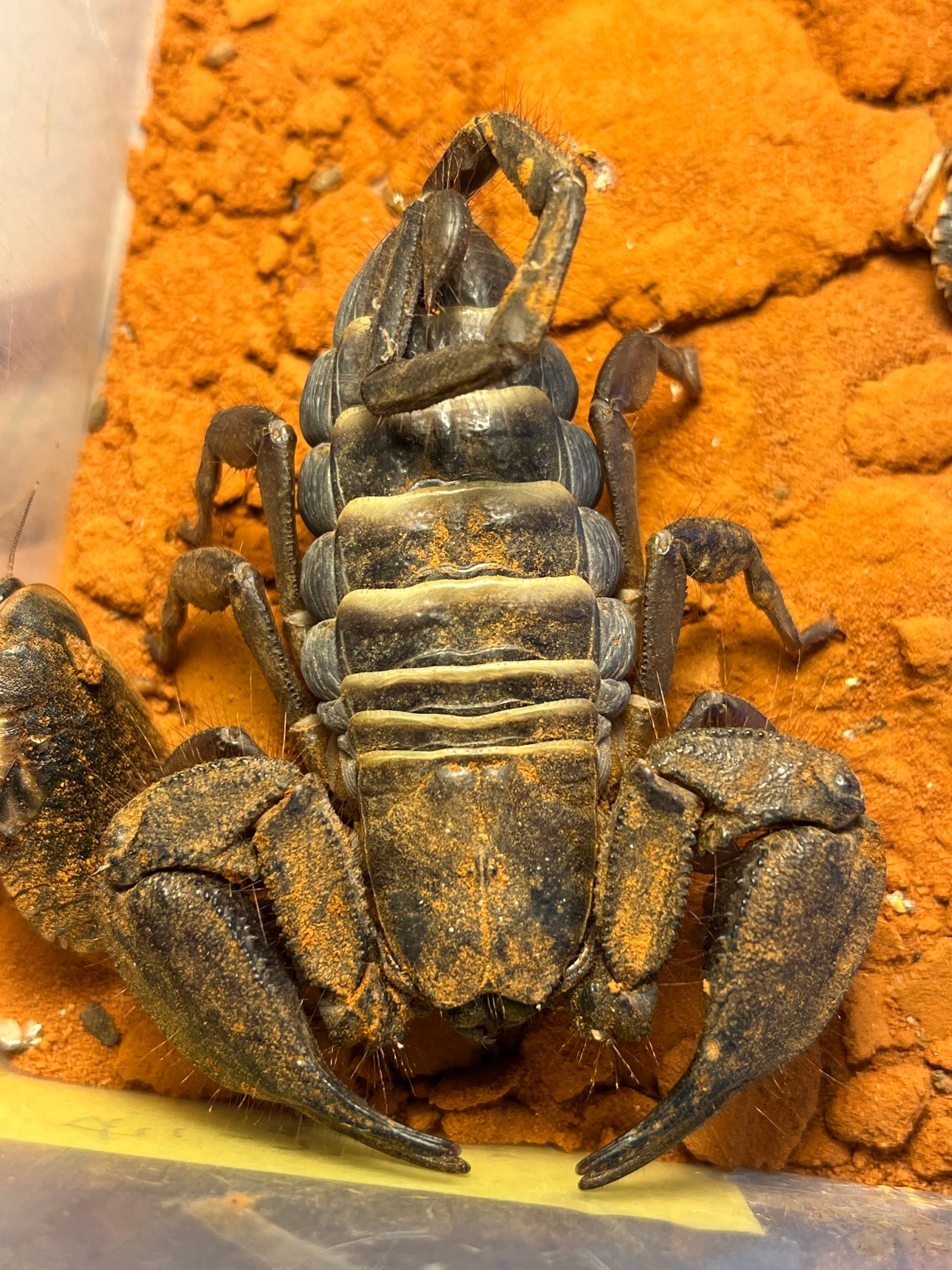 特大】ジョロウグモ 女郎蜘蛛カマキリタランチュラトゥルー