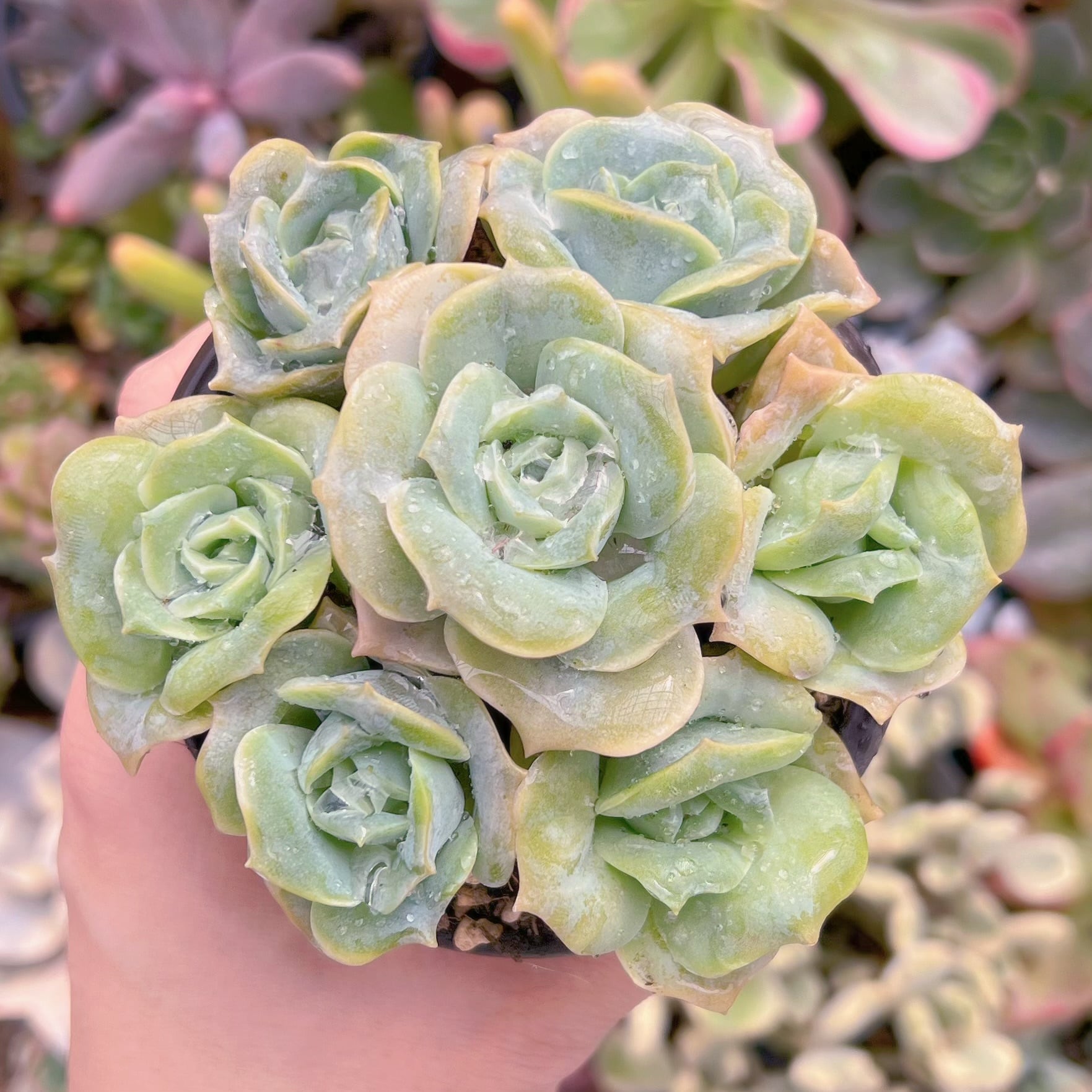 現品　ラブリーローズ#023   古株　るる農園