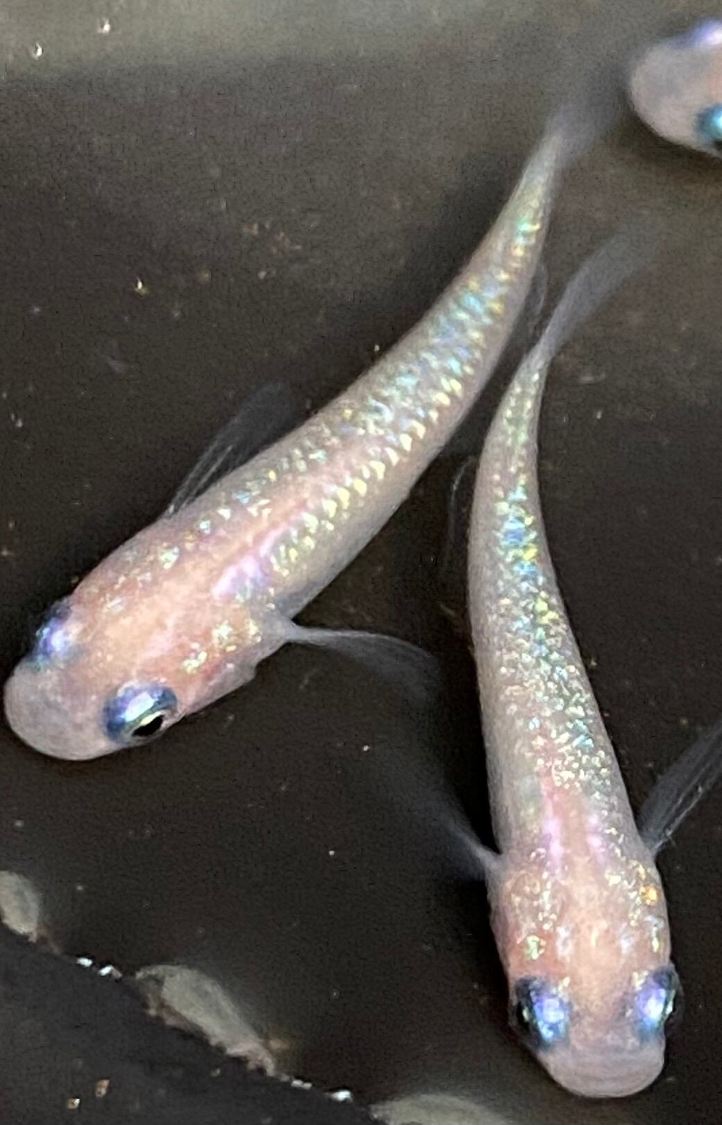 8aaeda2256743b1b150ff642505916