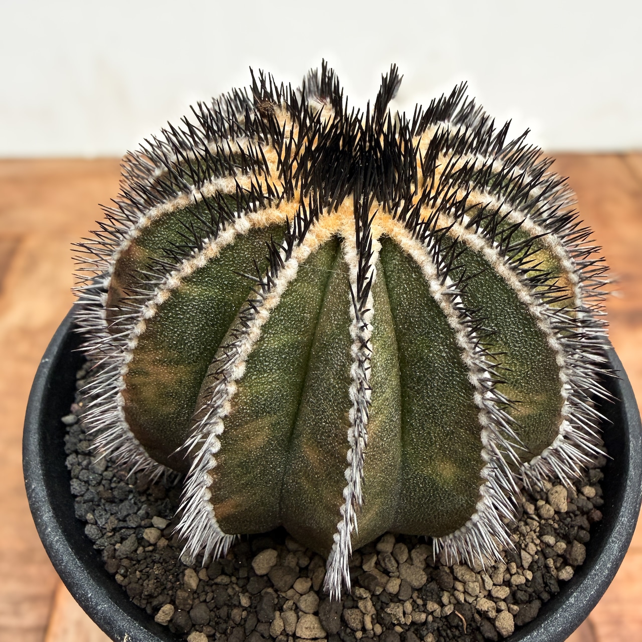 Uebelmannia pectinifera variegata【ユーベルマニア・ペクチニフェラ斑入り】