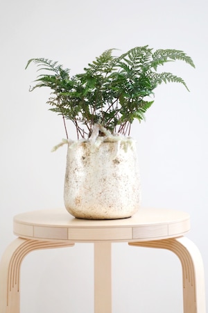 【M】シノブ/Davalliafejeensis