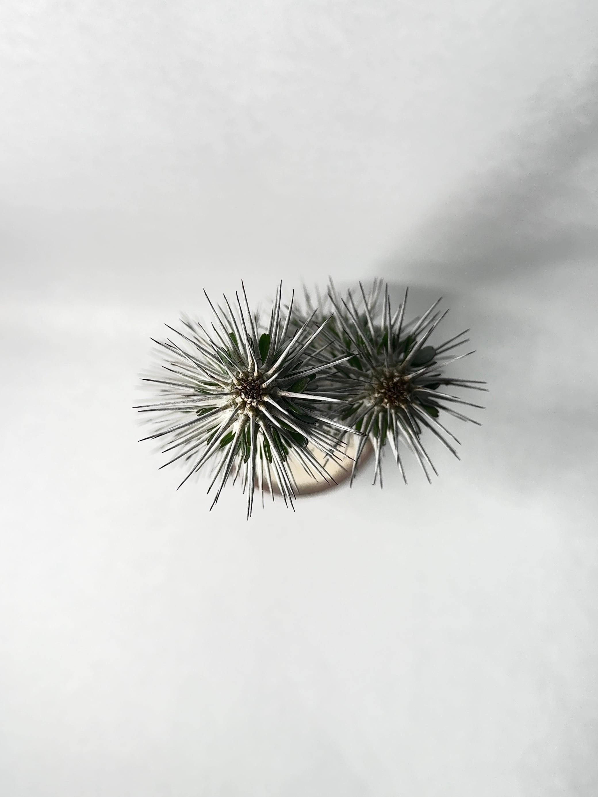 アローディア・モンタグナッキー | trigger