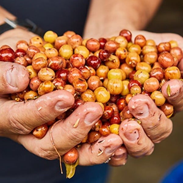 コロンビア ラ・エスペランサ農園 ゲイシャ ハイブリットウオッシュ