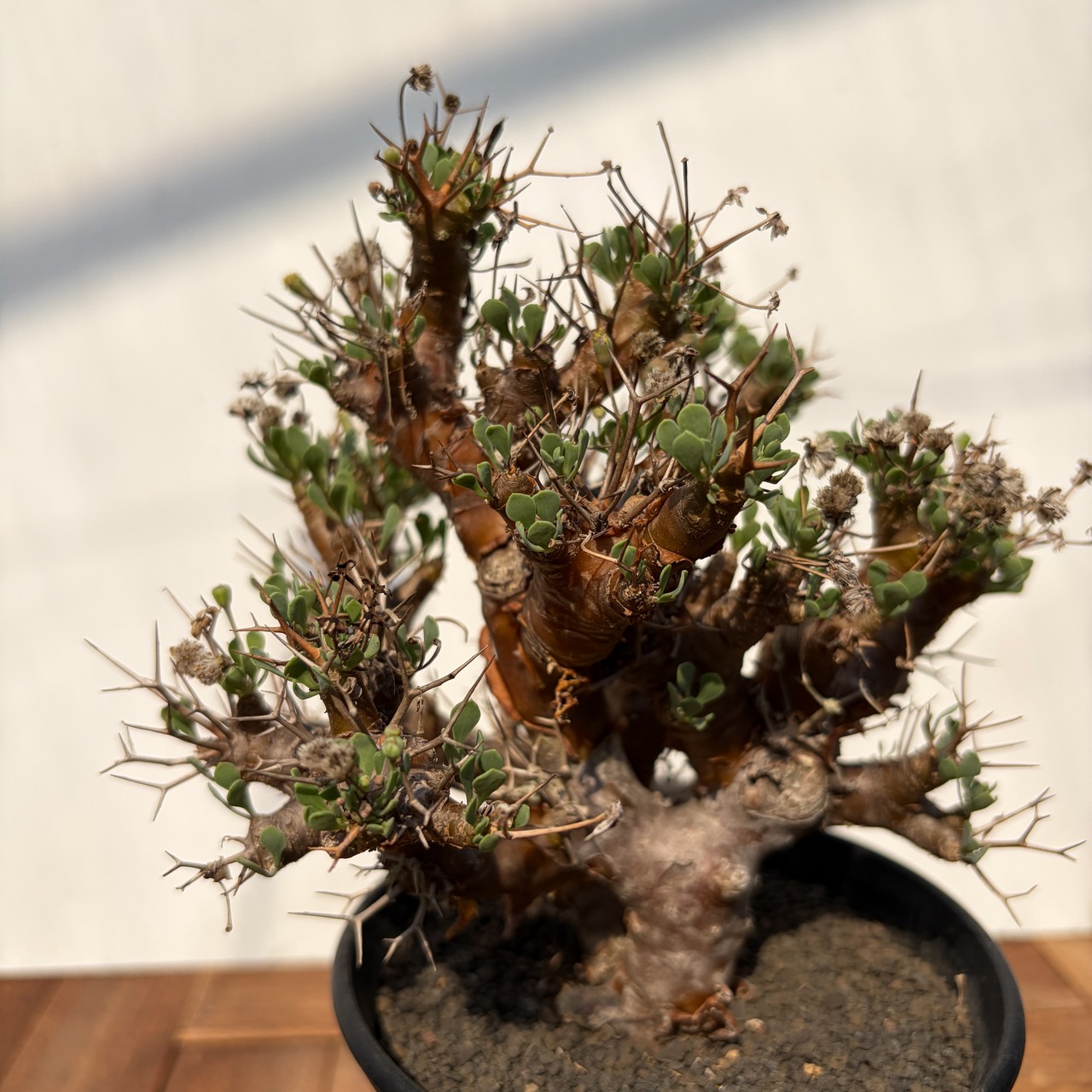 Othonna euphorbioides【オトンナ・ユーフォルビオイデス・実生】