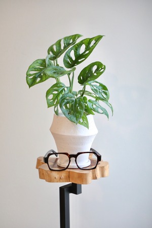 【S】マドカズラ/Monstera Adansonii　※陶器鉢付き