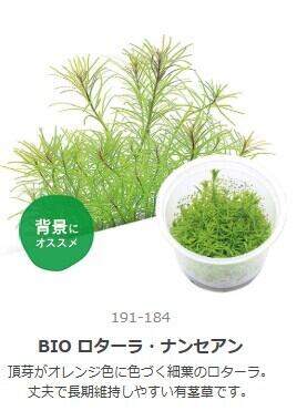 水草 | aquarium shop earth