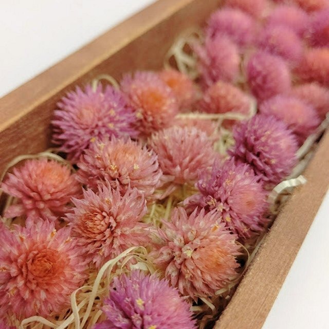 センニチコウ 千日紅 ドライフラワー ヘッドのみ ピンク系 002 雑貨とドライフラワーの店 Myrte ミルテ