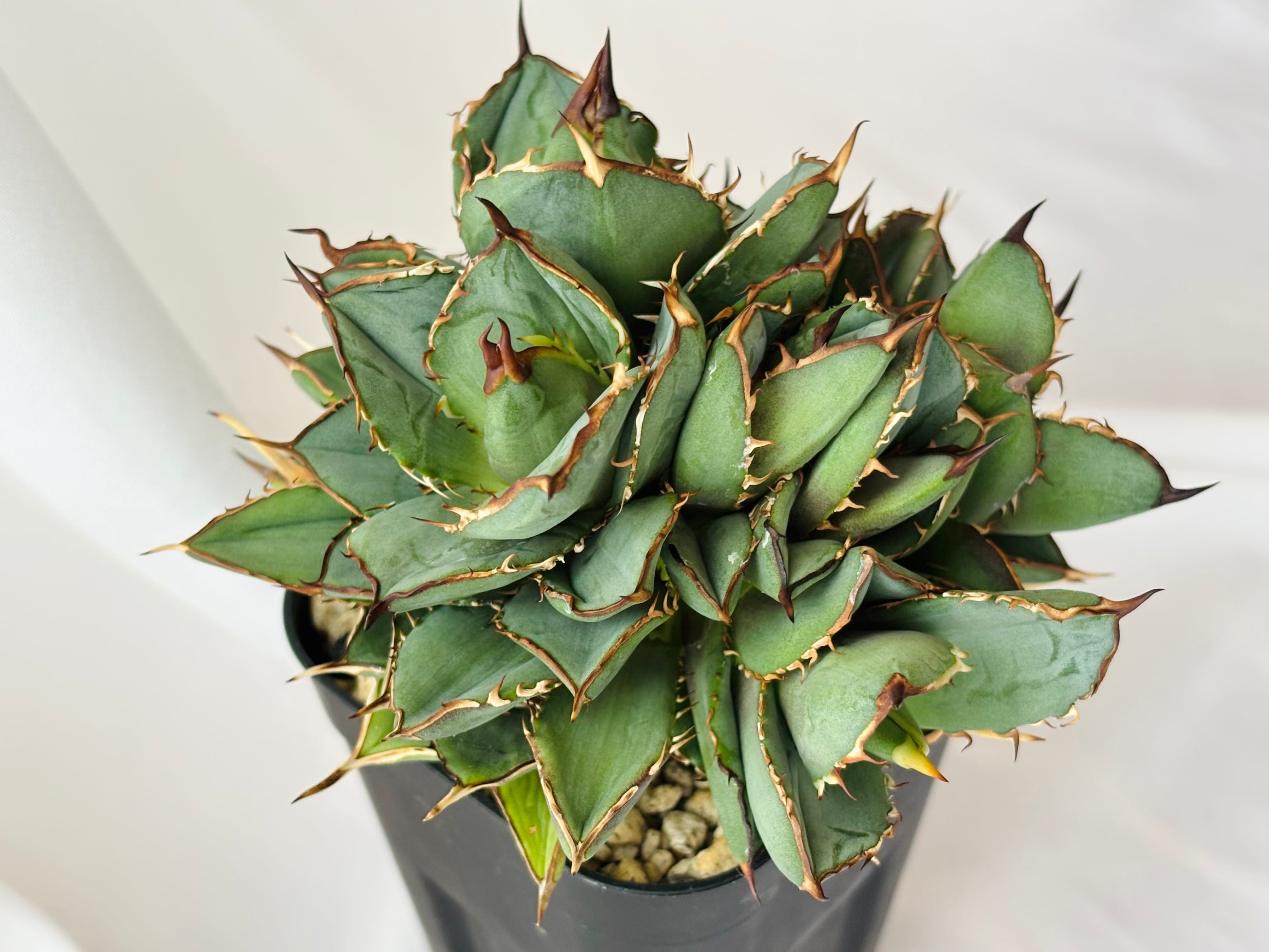 Agave titanota アガベ チタノタ モンスト 多肉植物 | plants MARU