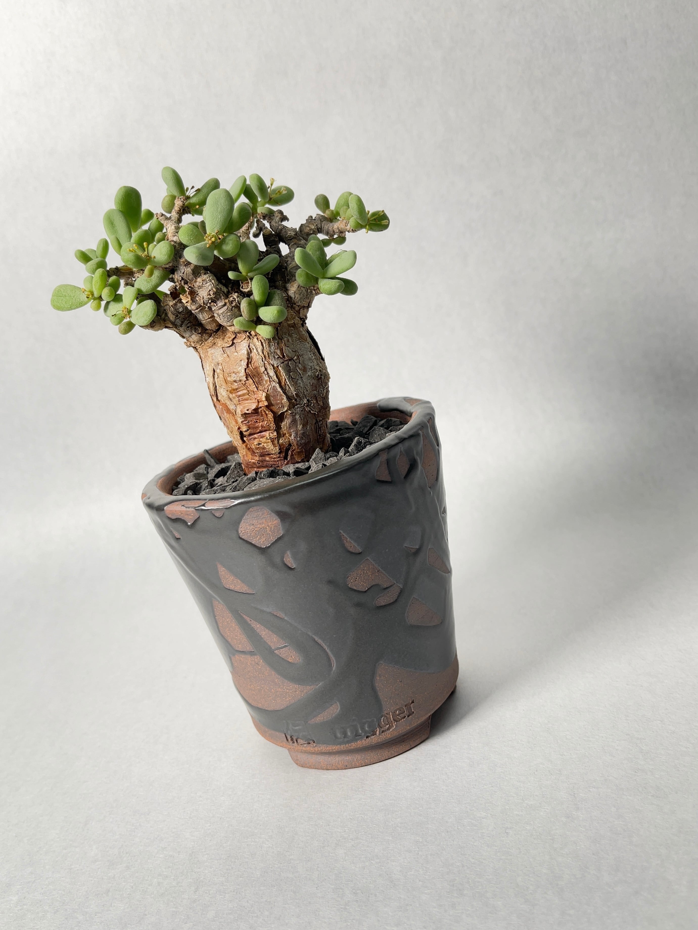 ケラリア・ピグマエア | trigger